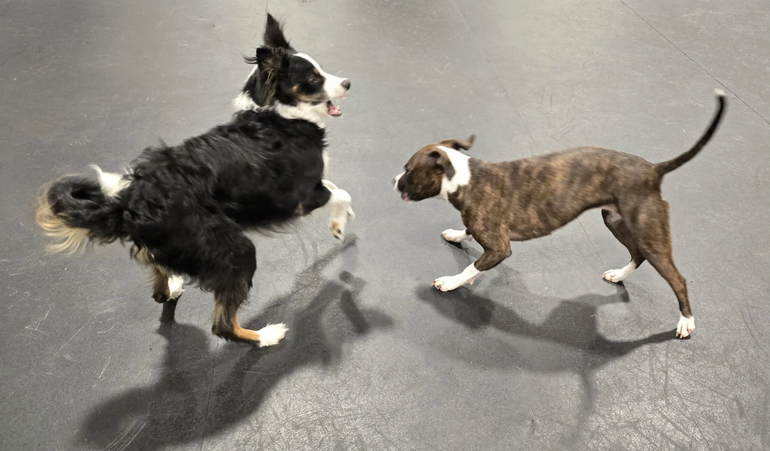 duncans-dog-daycare-dogs-playing-fun.jpg