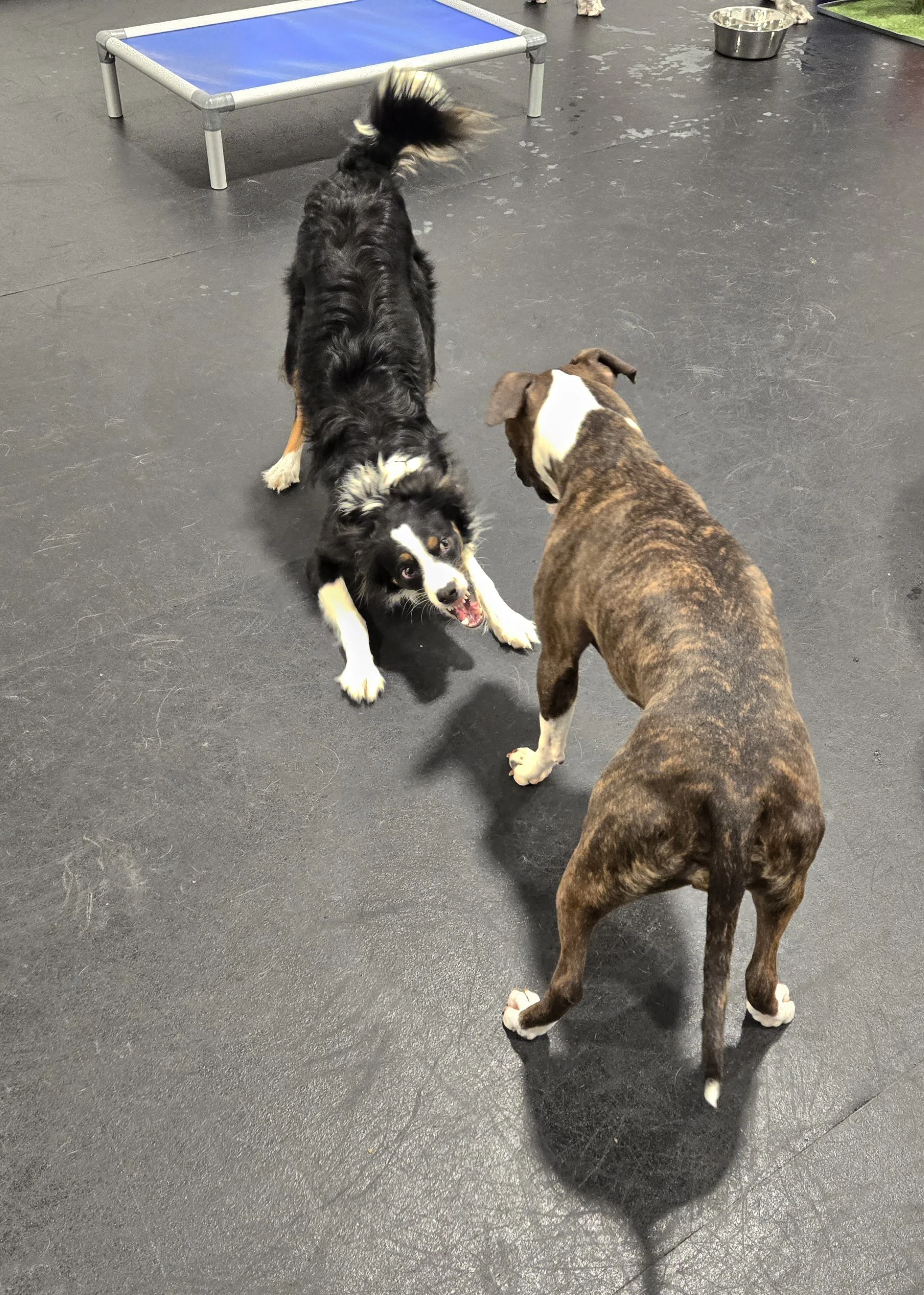 duncans-dog-daycare-dogs-playing-border-collie-pitbull.jpg