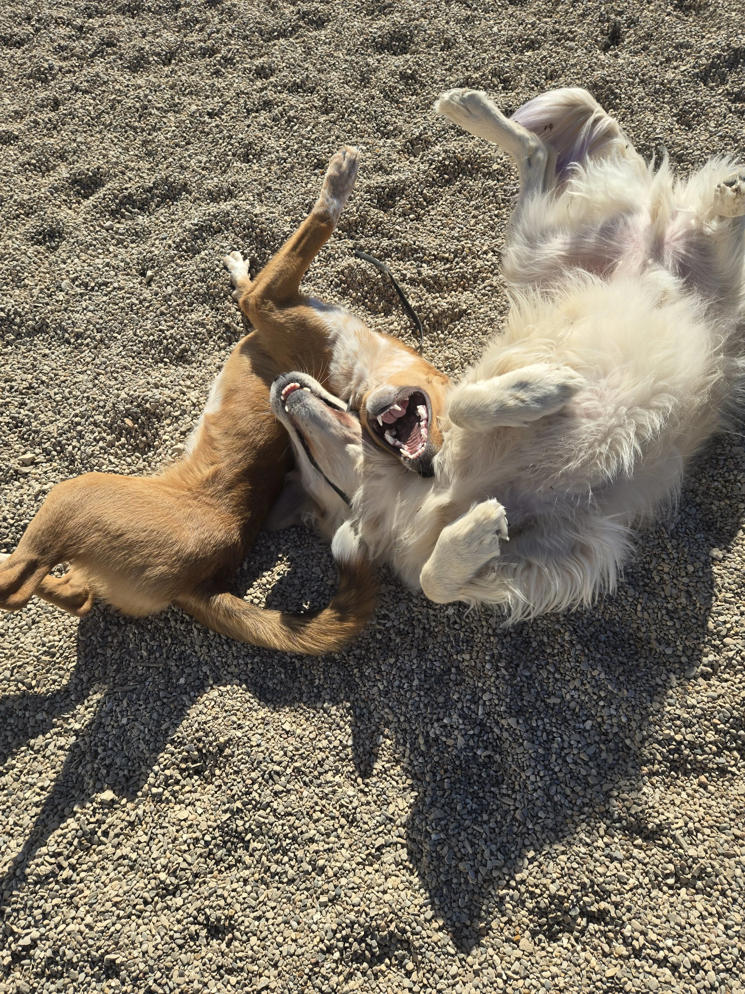 duncans-dog-daycare-dogs-playing-outside.jpg