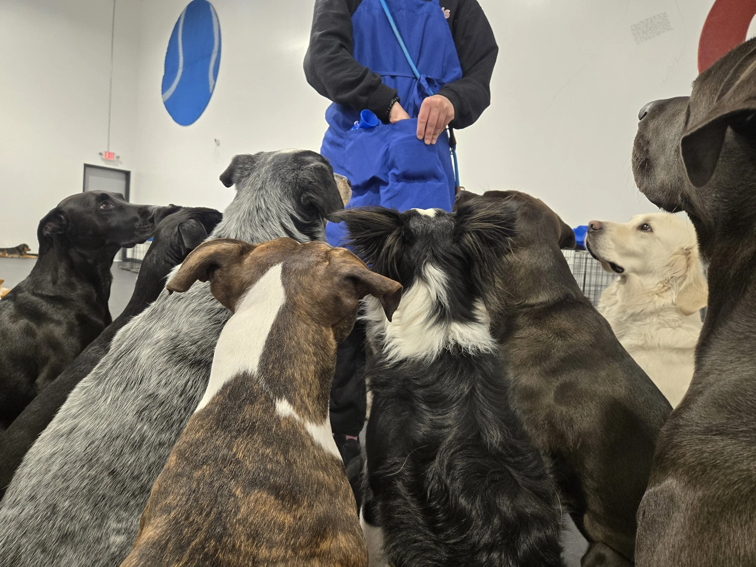 duncans-dog-daycare-dogs-sitting-group-training(1).jpg