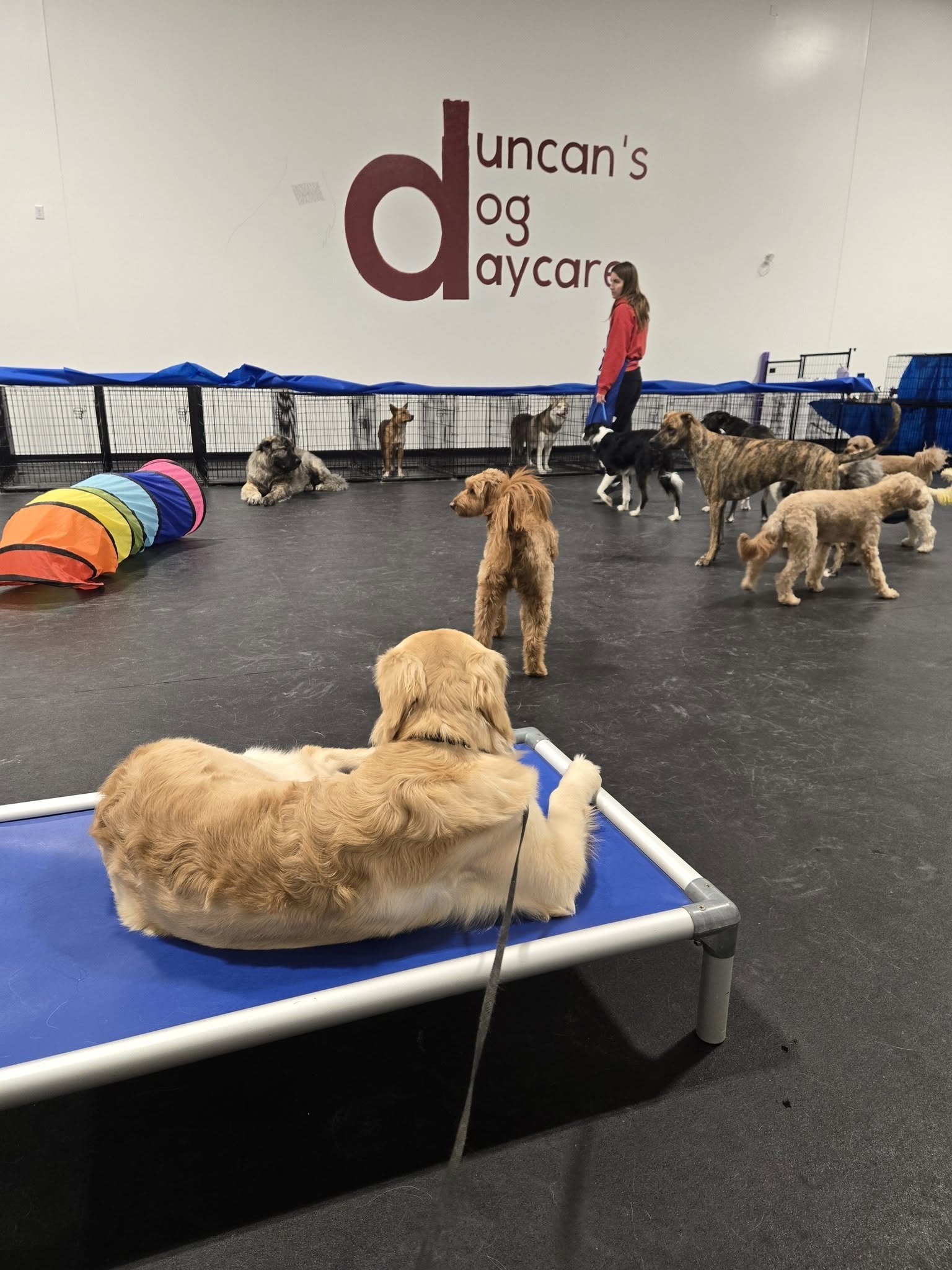 duncans-dog-daycare-golden-retriever-cot-indoor-playgroup.jpg