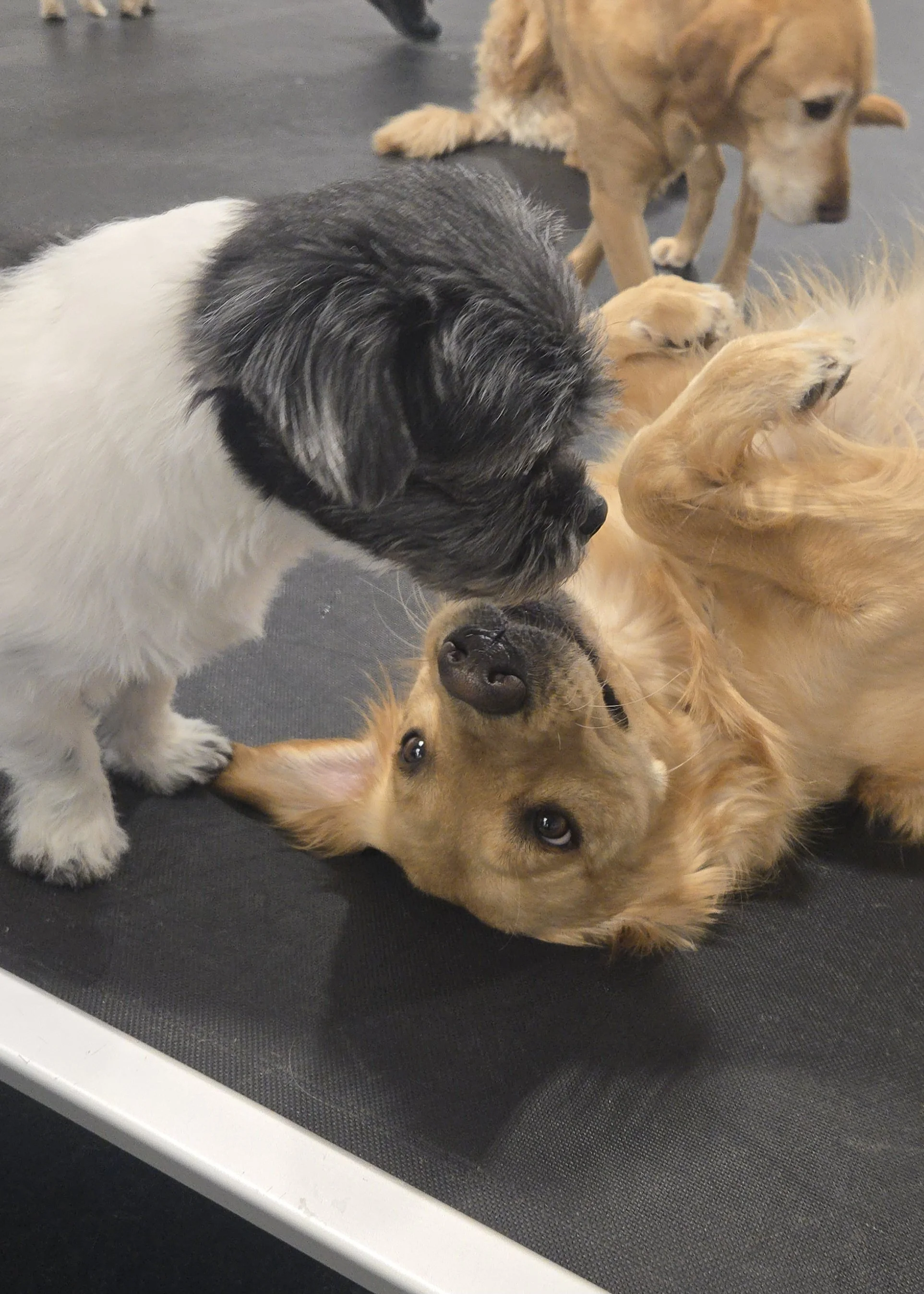 duncans-dog-daycare-golden-retriever-laying.jpg