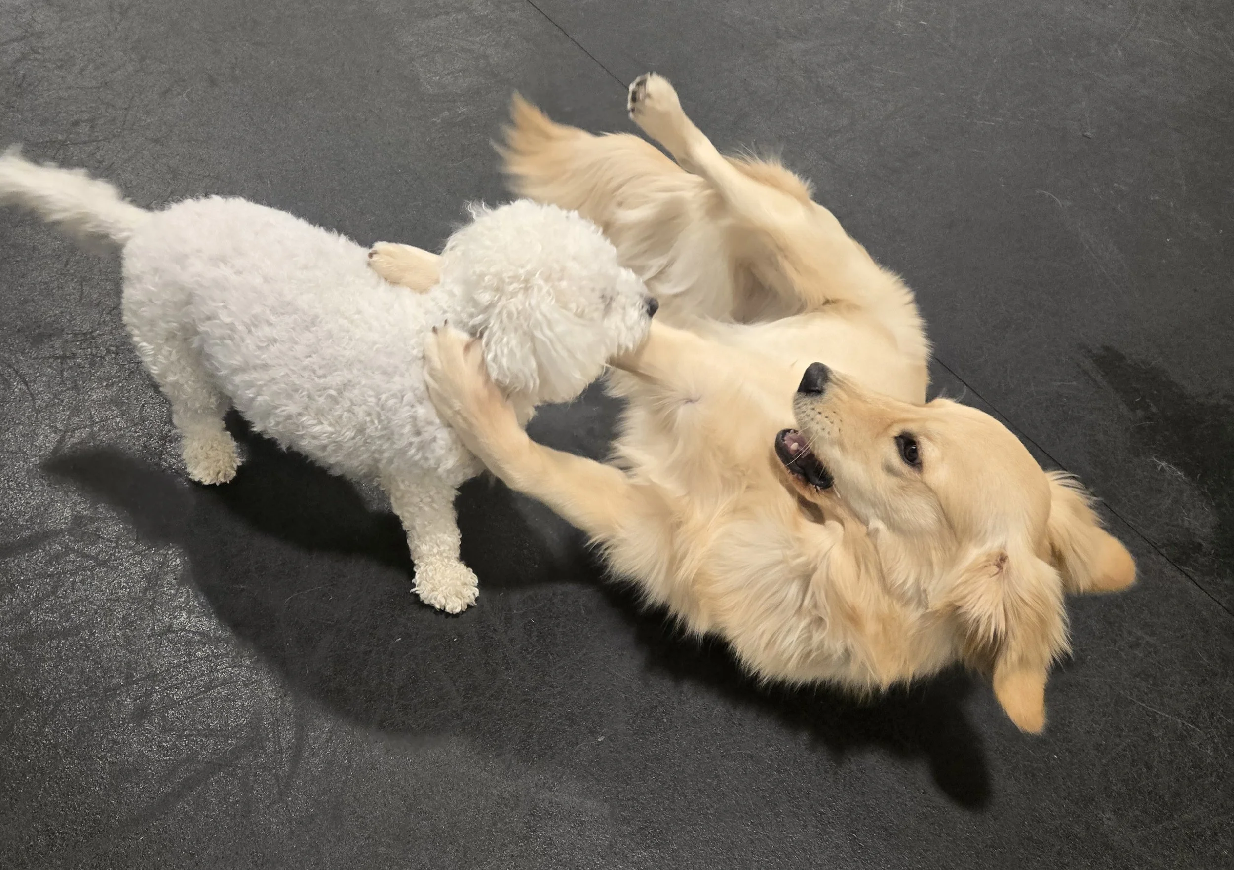 duncans-dog-daycare-golden-retriever-wrestle-bichon-frise.jpg