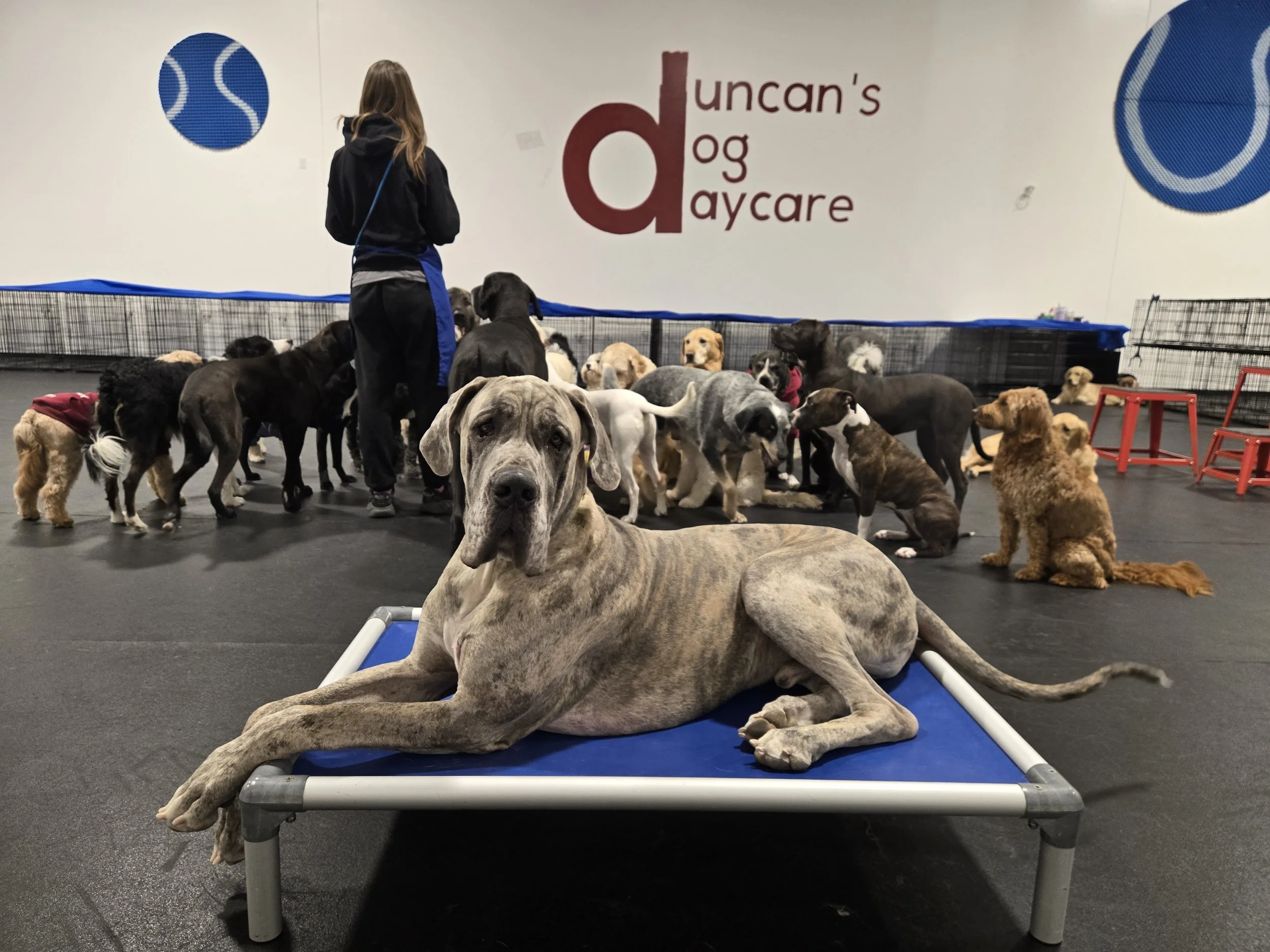 duncans-dog-daycare-great-dane-cot-indoor-playgroup.jpg