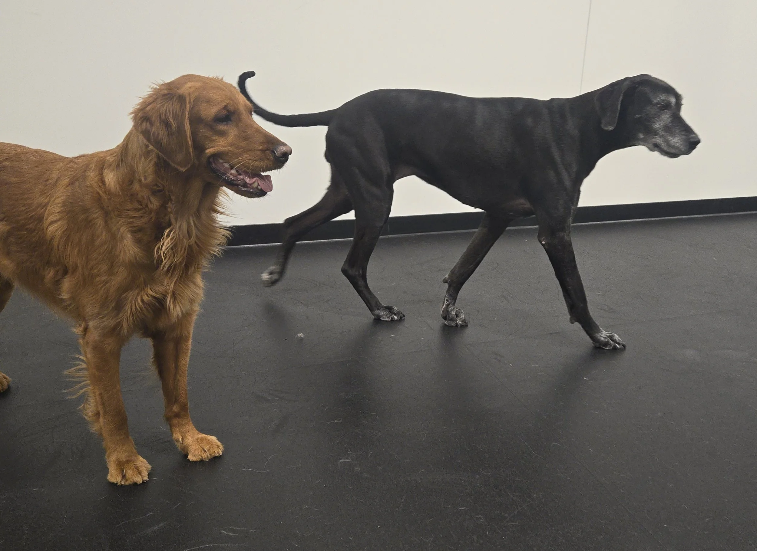 duncans-dog-daycare-great-dane-golden-retriever-standing-indoor.jpg