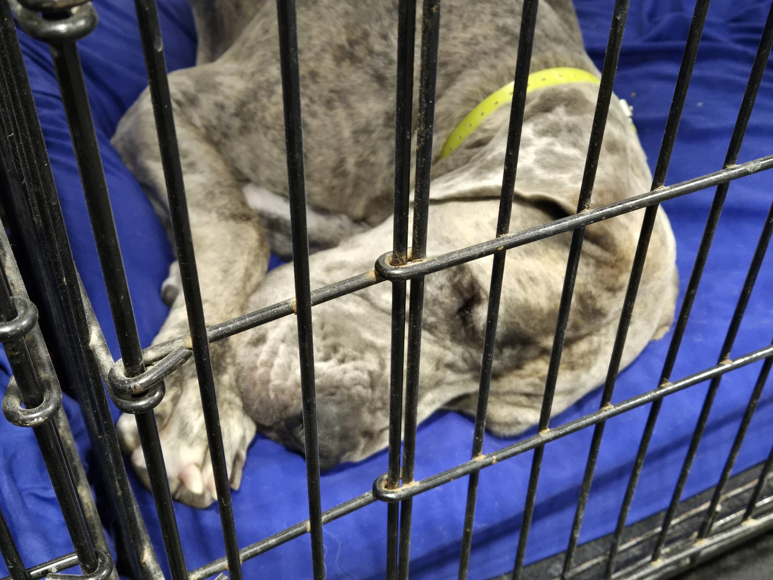 duncans-dog-daycare-great-dane-sleeping-kennel.jpg