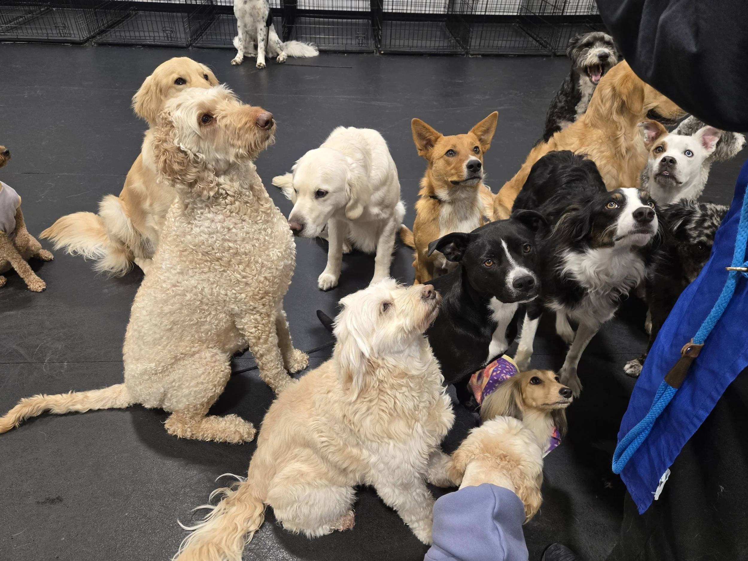 duncans-dog-daycare-group-sit-training-doodle.jpg