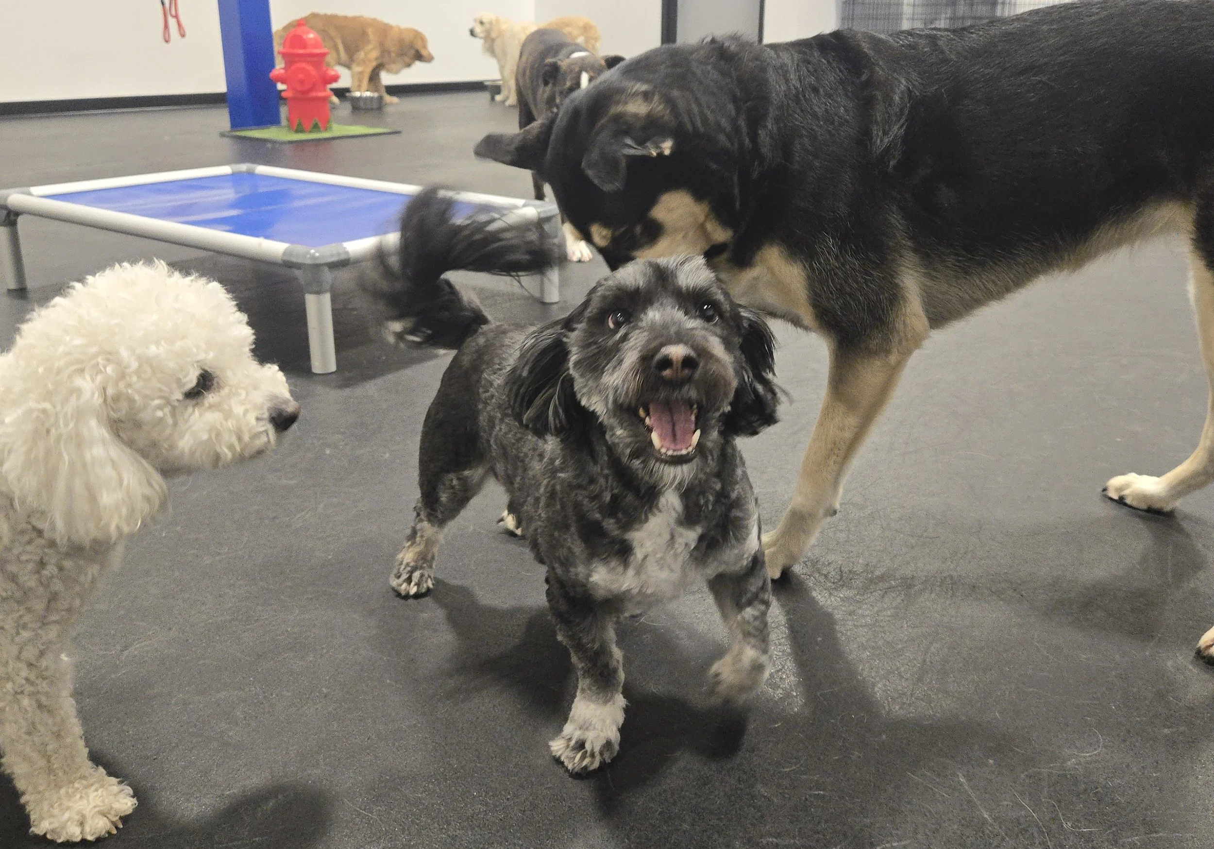 duncans-dog-daycare-happy-dogs-smile.jpg
