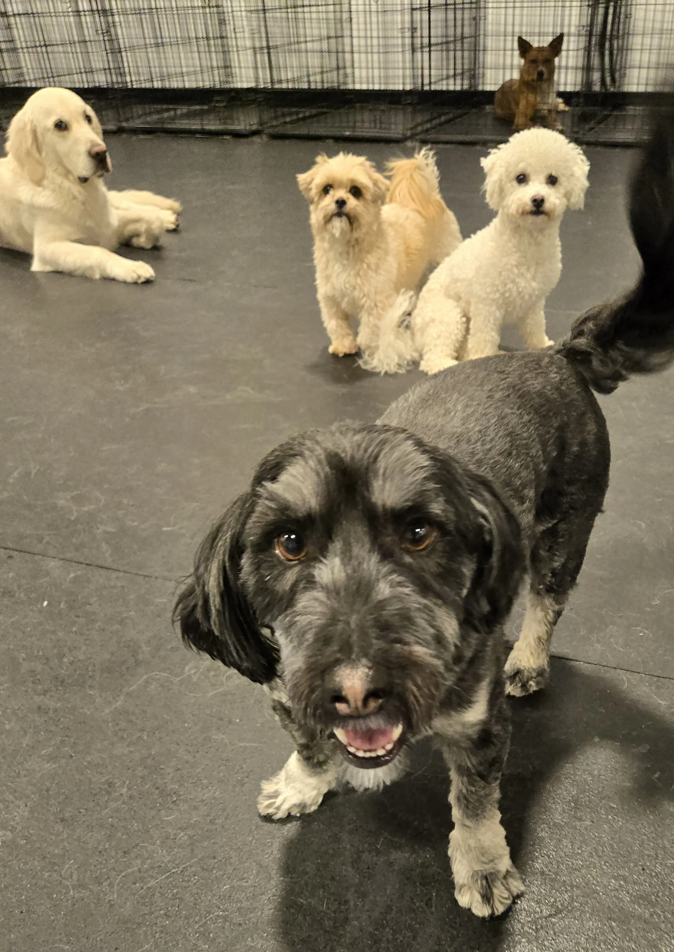 duncans-dog-daycare-little-dogs-indoor-playgroup.jpg