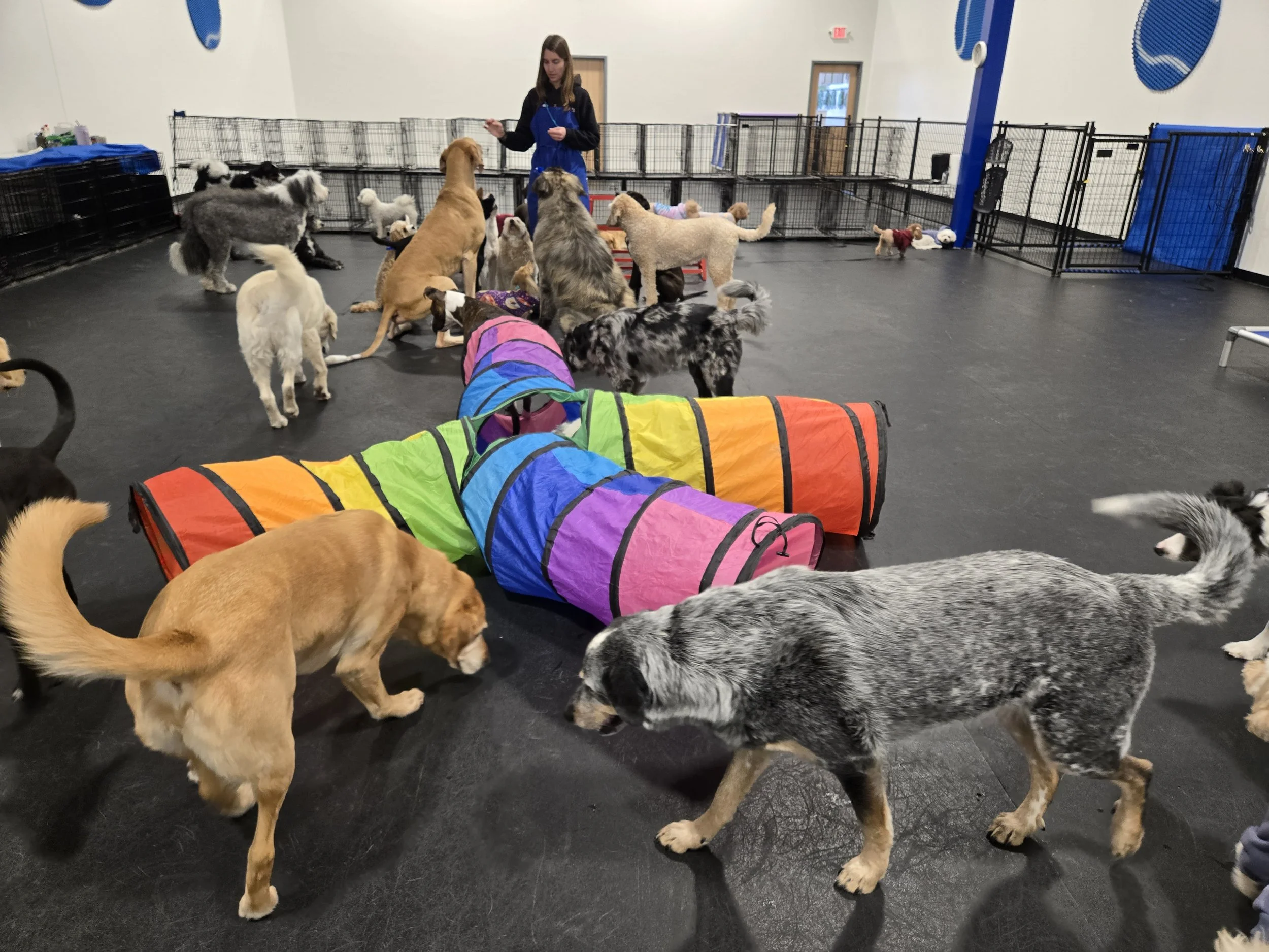 duncans-dog-daycare-indoor-tunnel-playgroup-groupsit.jpg