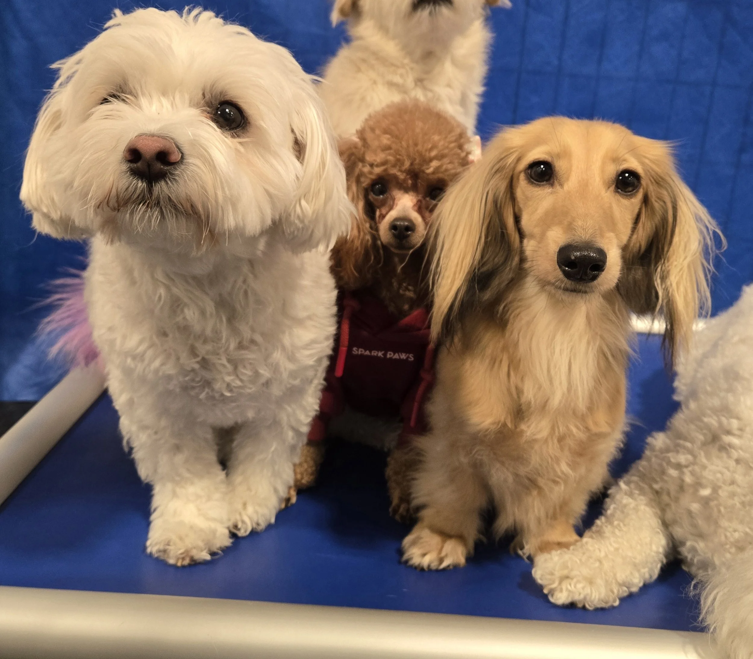 duncans-dog-daycare-little-dogs-maltese-poodle-dauchshund.jpg