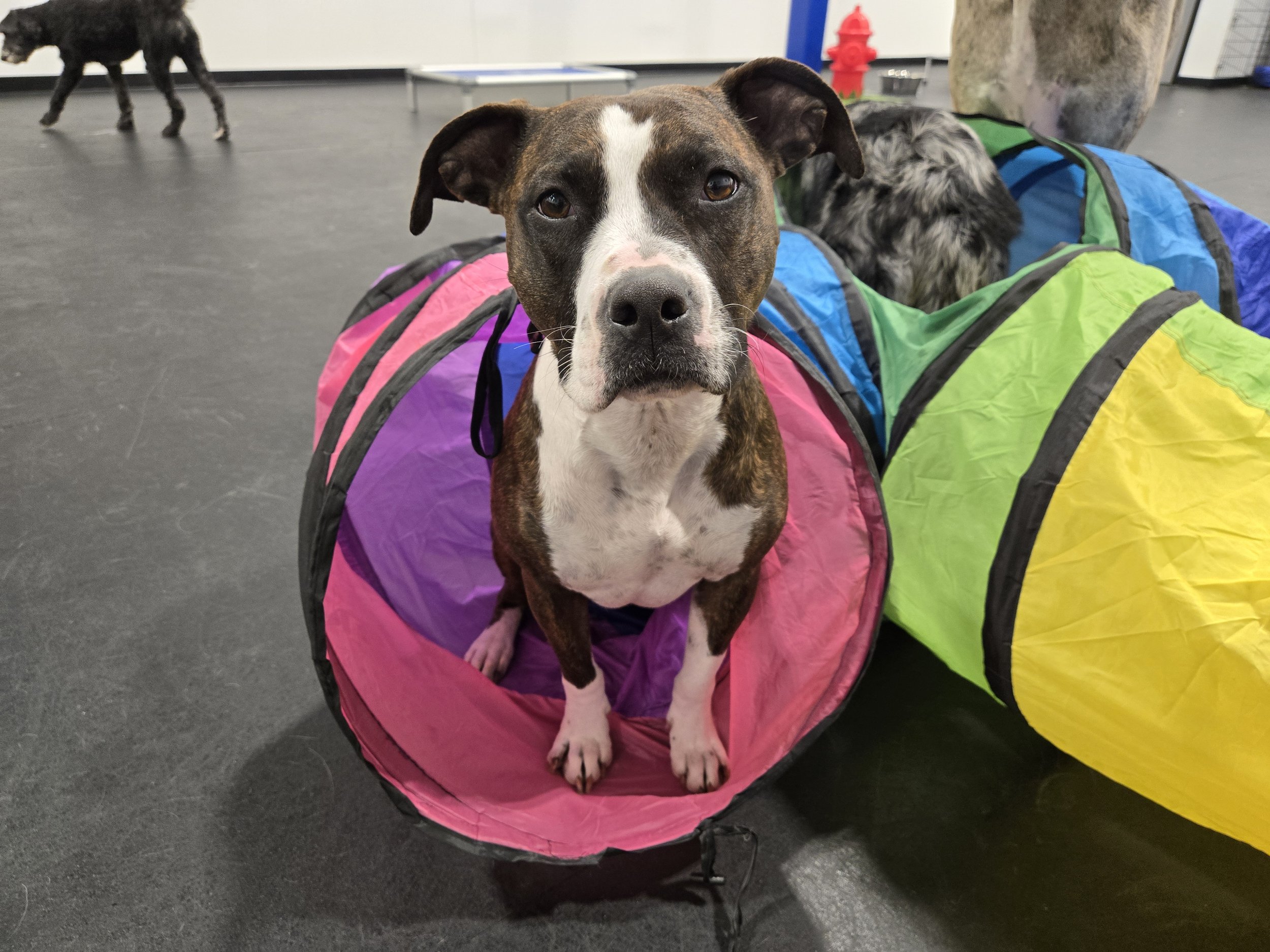 duncans-dog-daycare-pitbull-indoor-tunnel-playgroup.jpg