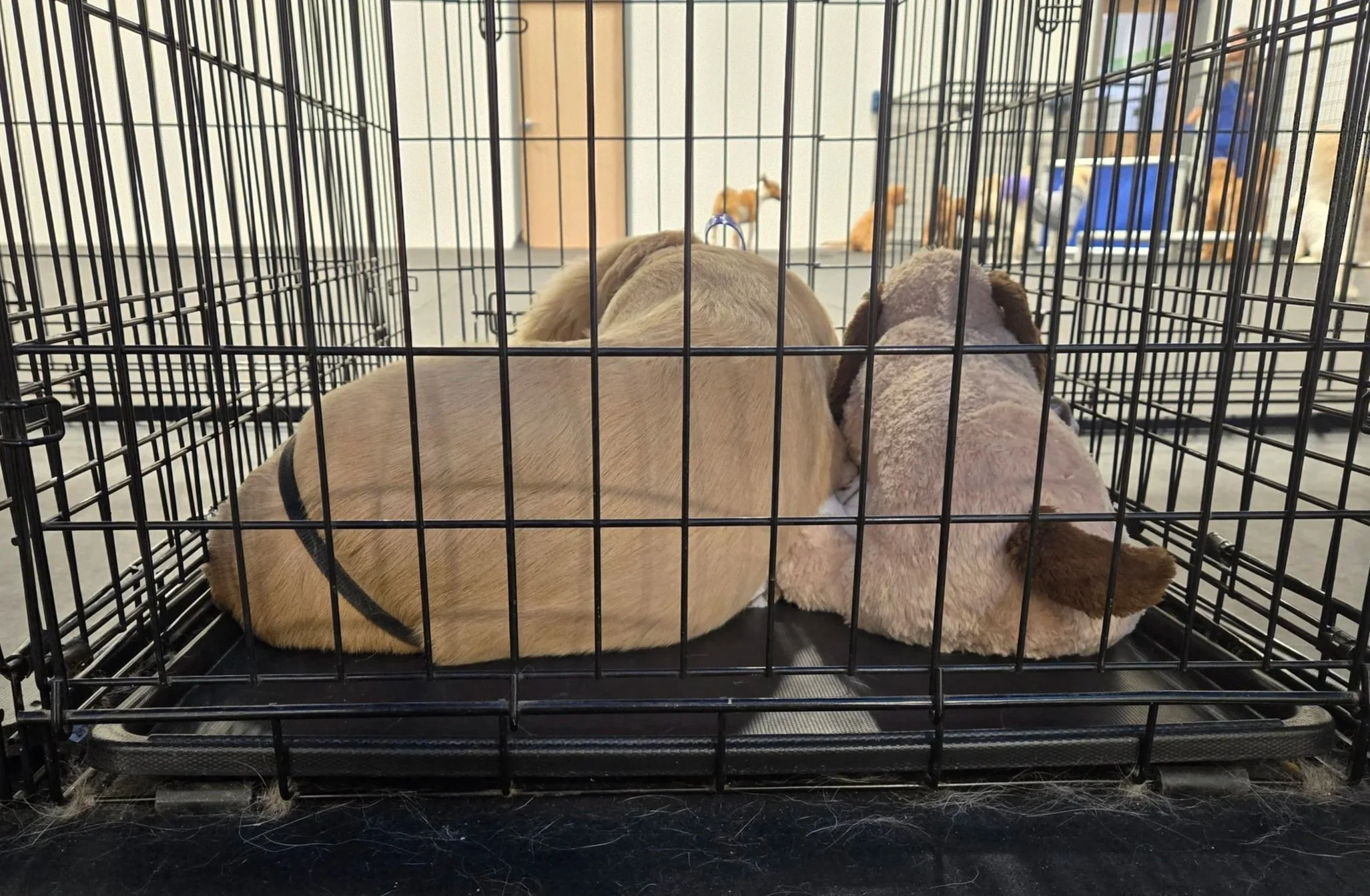 duncans-dog-daycare-puppy-kennel-rest.jpg