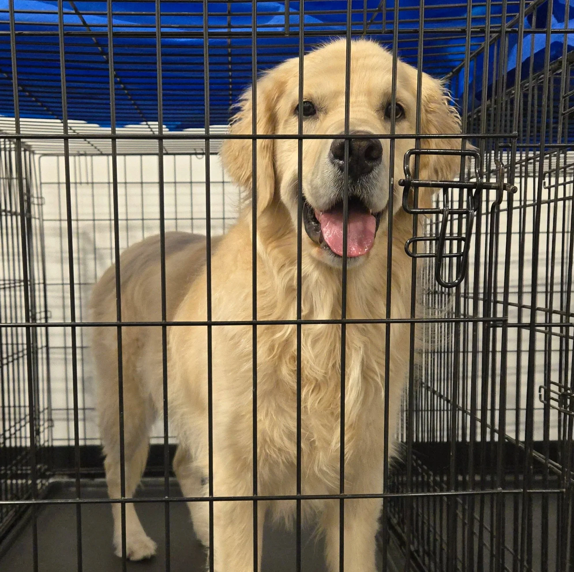 duncans-dog-daycare-happy-golden-retriever-kennel.jpg
