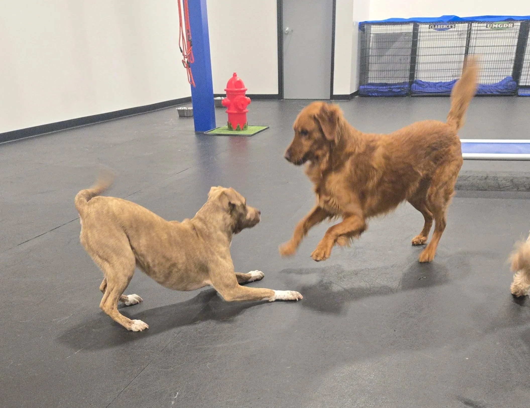 duncans-dog-daycare-golden-retriever-pitbull-play.jpg