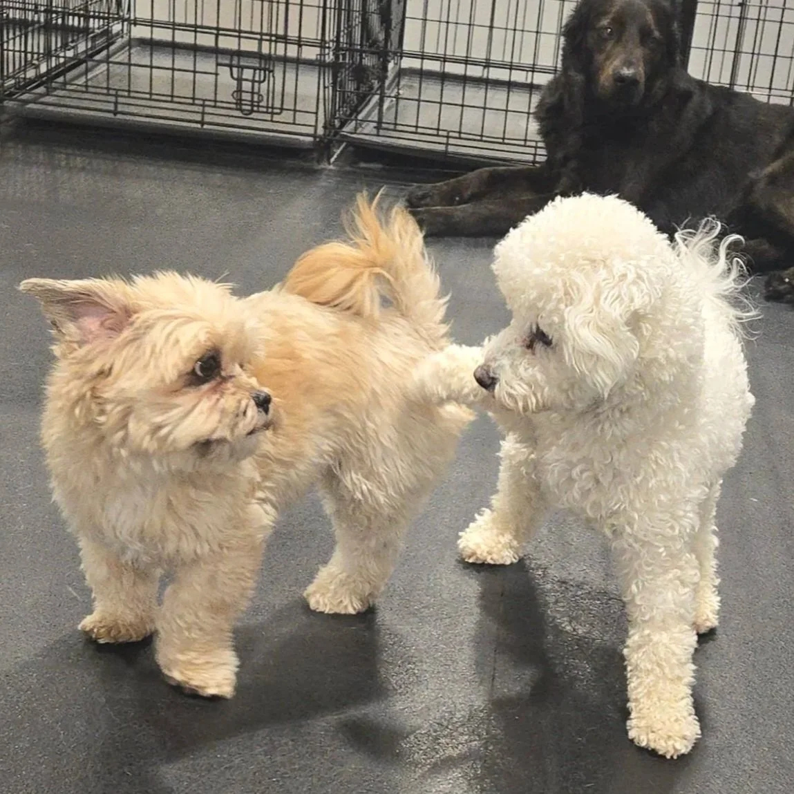 duncans-dog-daycare-bichon-frise-maltese-play.jpg