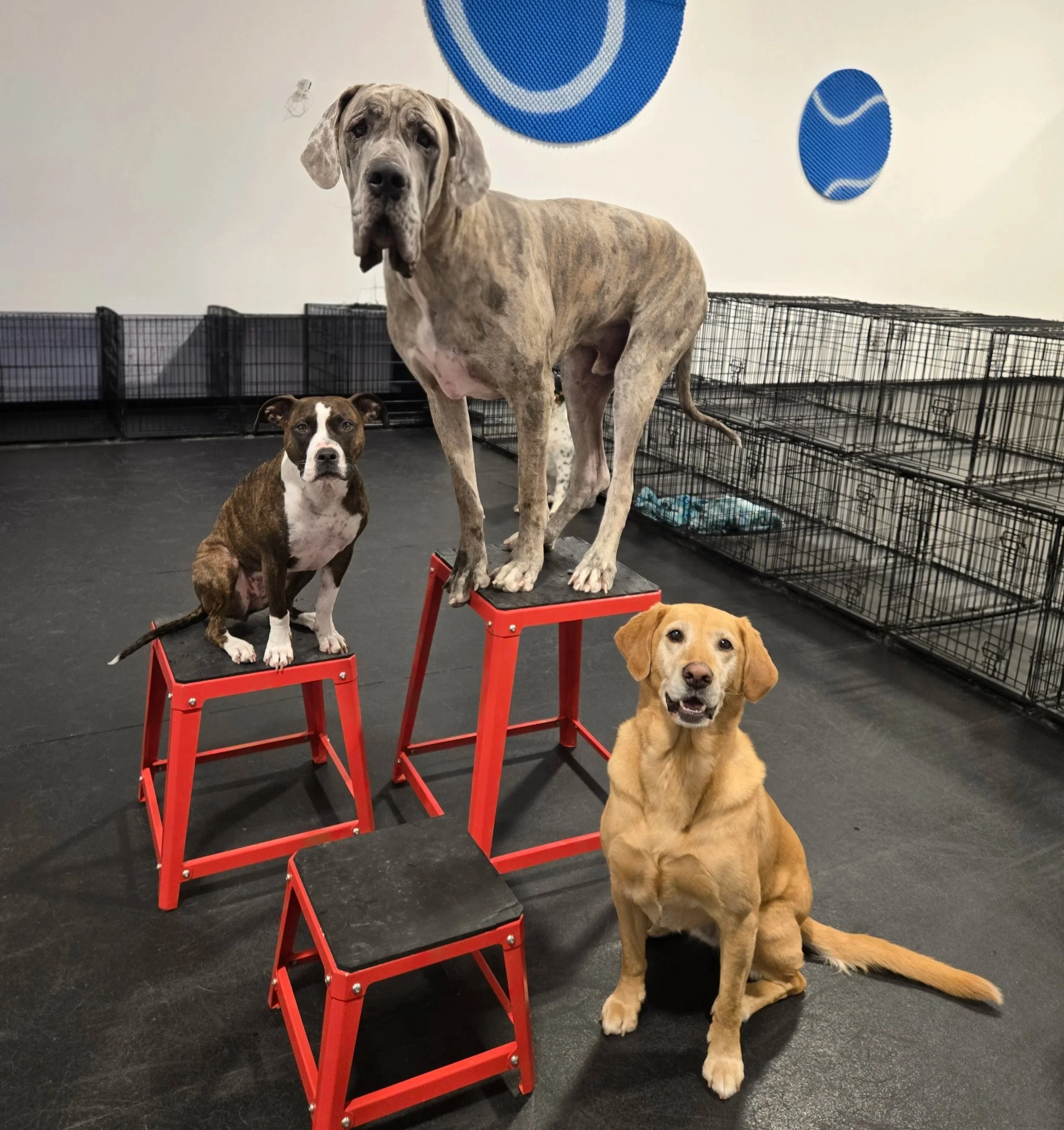 duncans-dog-daycare-training-dogs-platform-great-dane-lab-pitbull.jpg