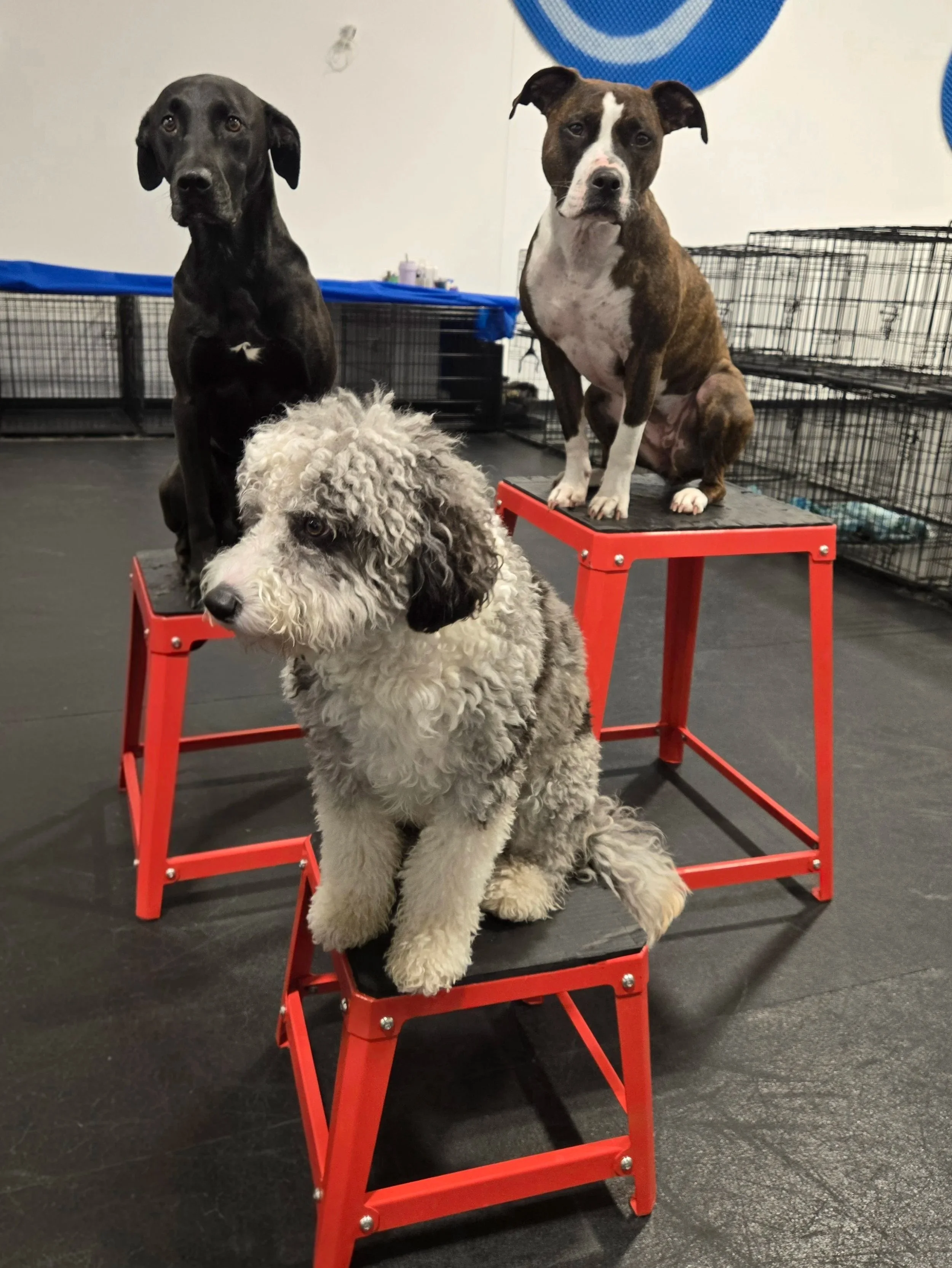 duncans-dog-daycare-training-dogs-platform-doodle-pitbull.jpg