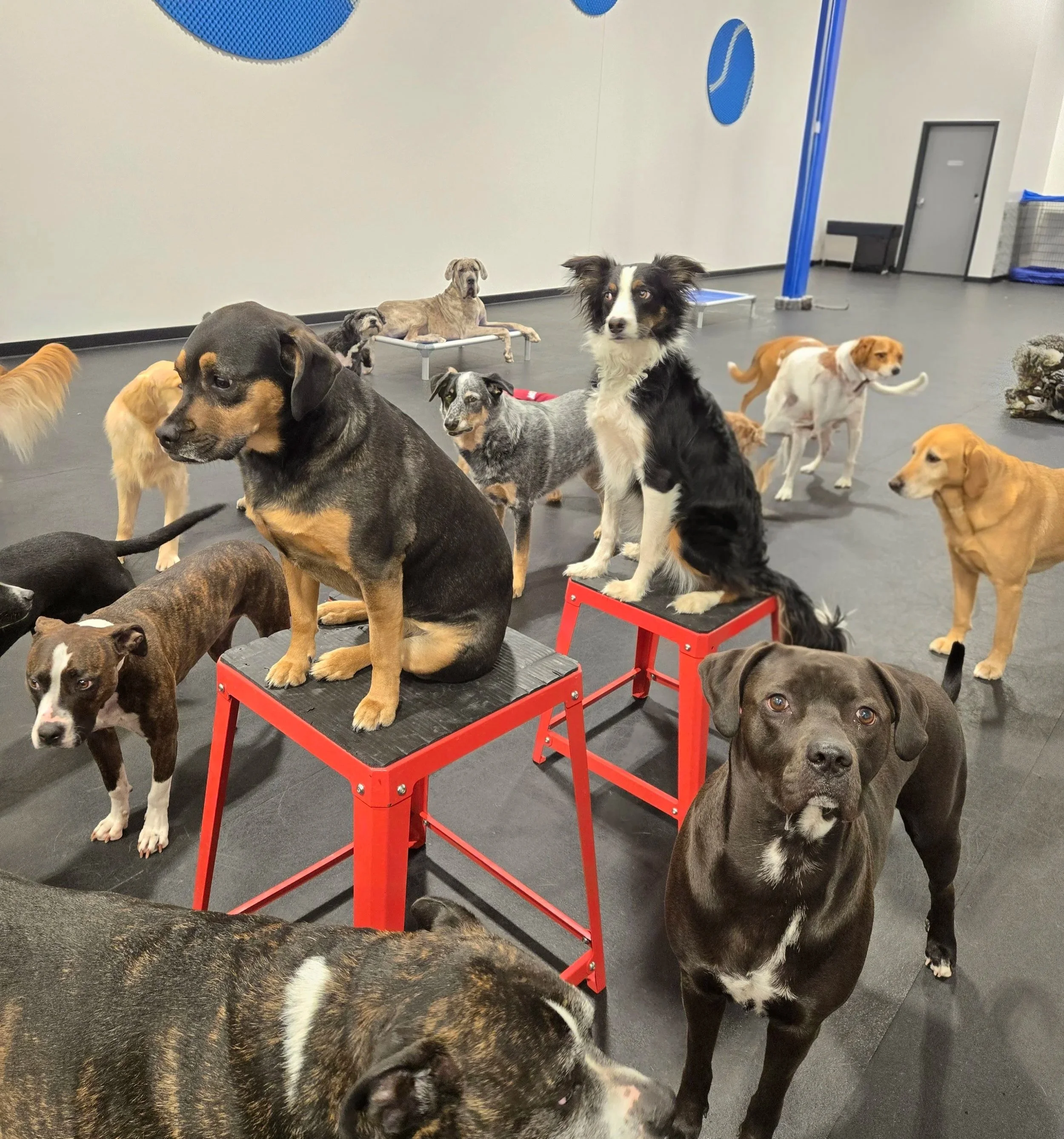 duncans-dog-daycare-playgroup-indoors-platform-border-collie.jpg