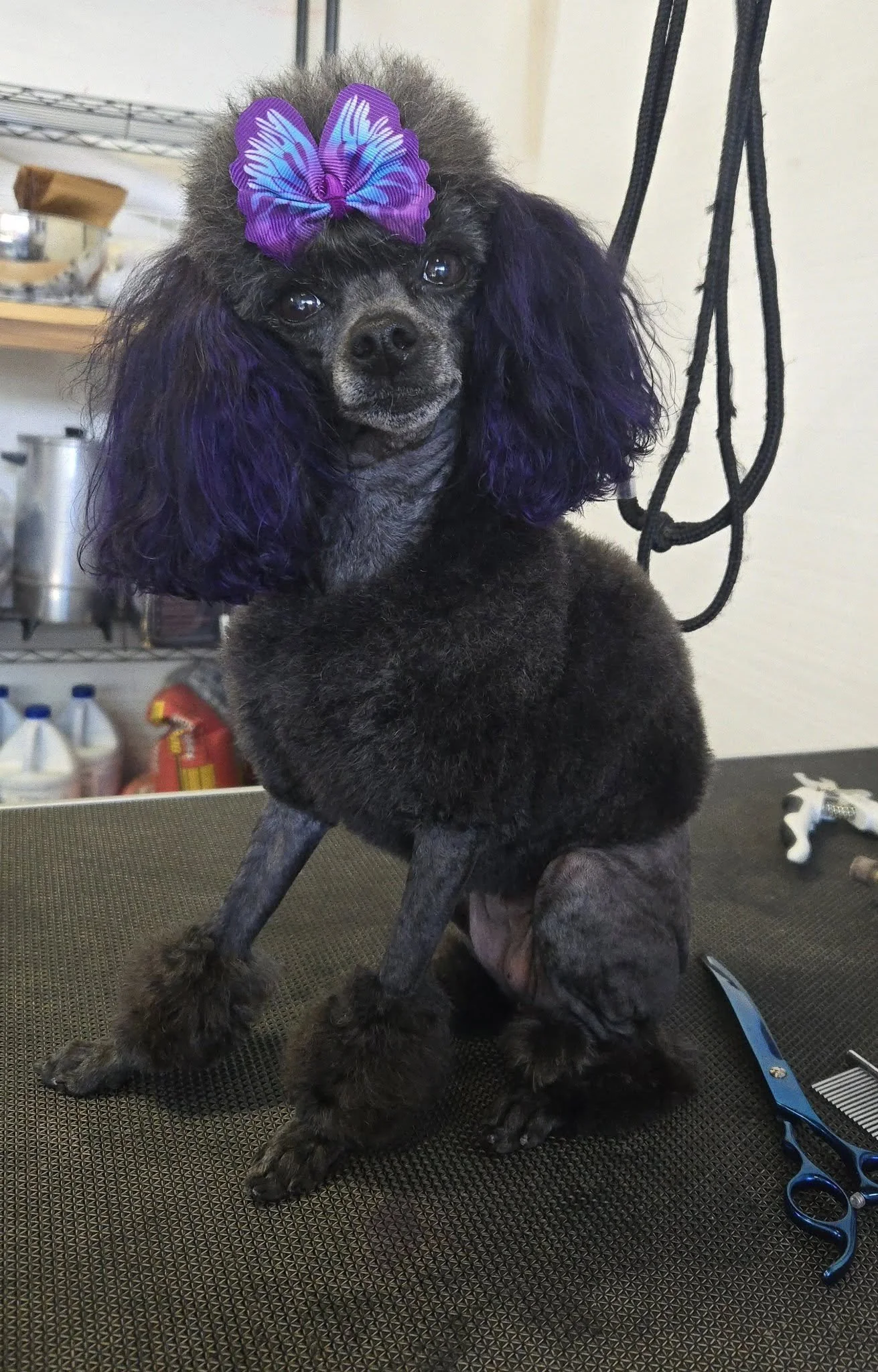 duncans_dog_daycare_dog_grooming_toy_poodle.jpg