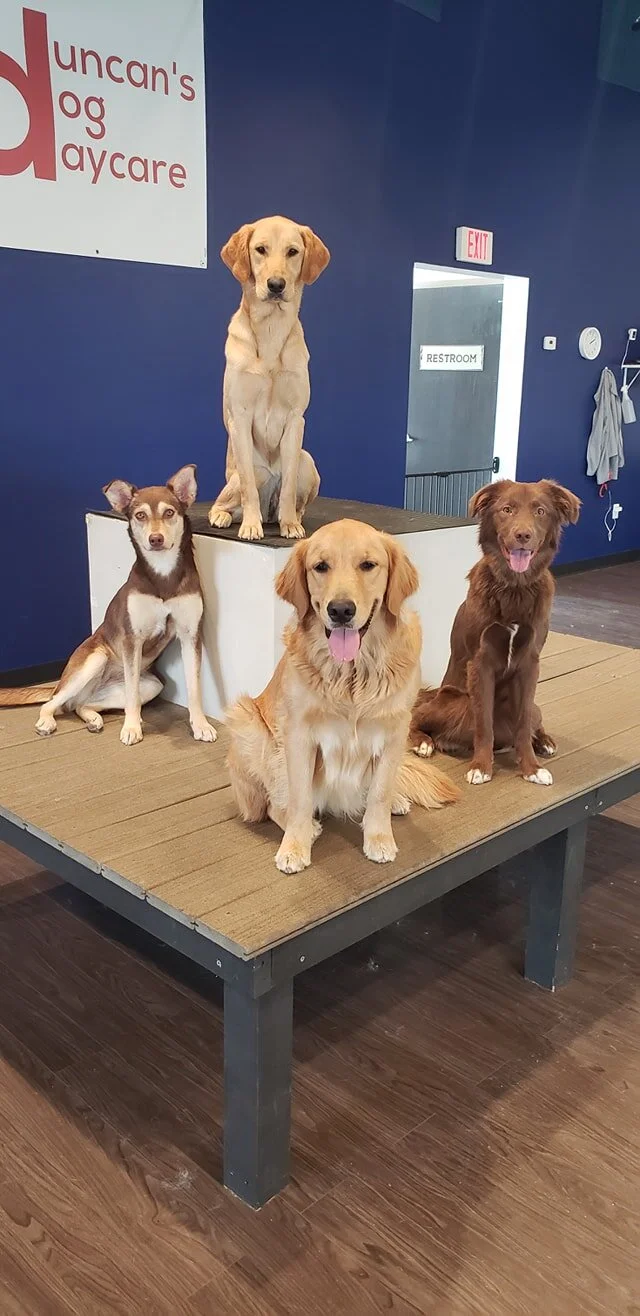 duncans-dog-daycare-holistic-madison-wi-four-sit-platform.jpg