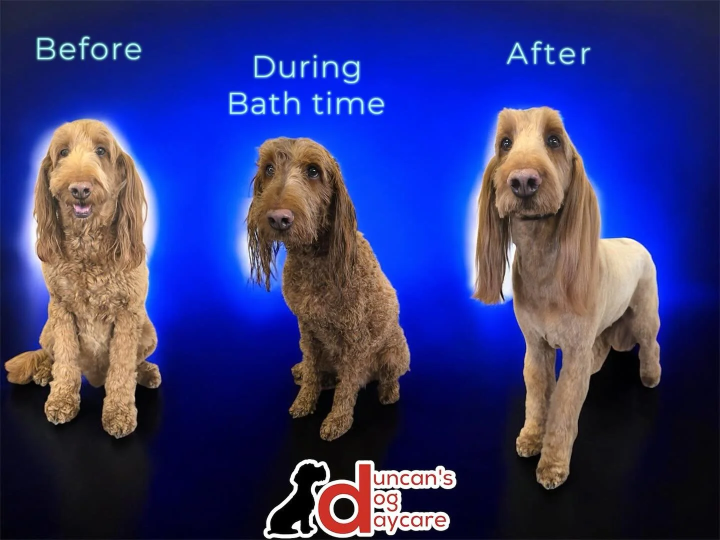 duncans_dog_daycare_dog_grooming_goldendoodle_before_after.jpg