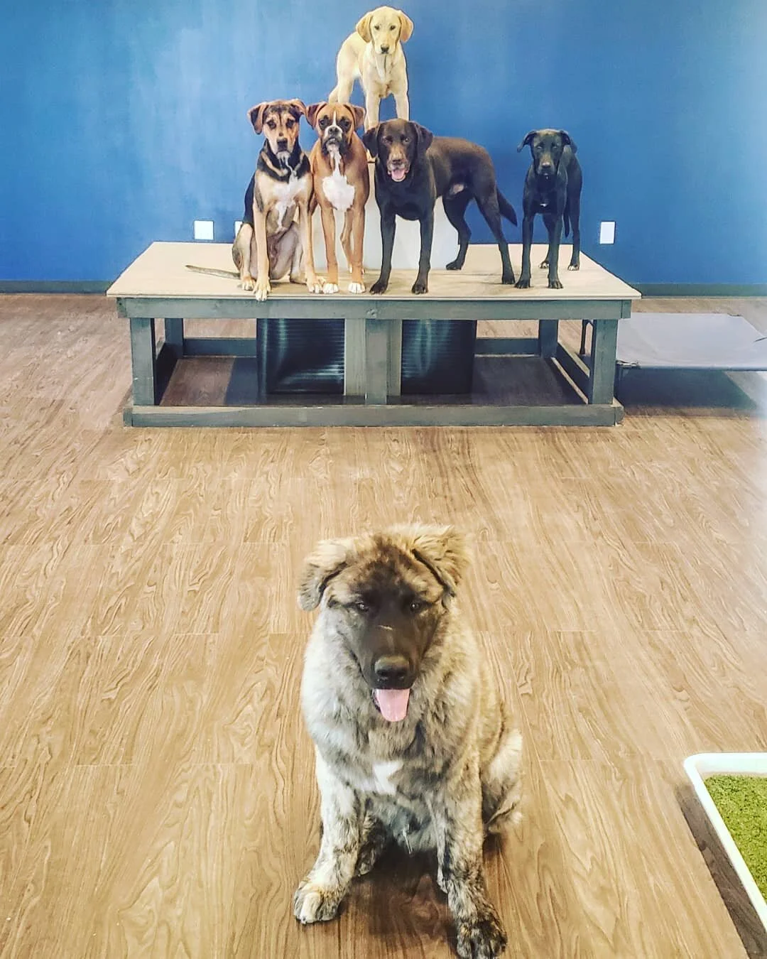 duncans-dog-daycare-holistic-madison-wi-group-pyramid-pose.jpg