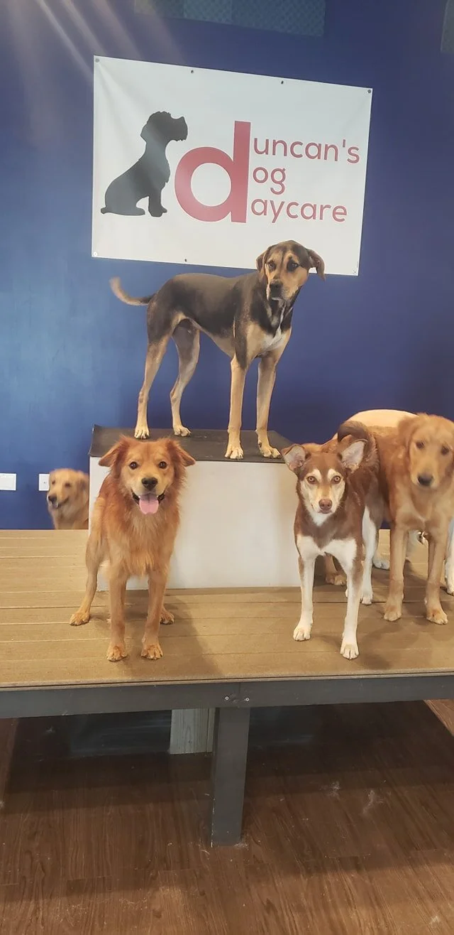 duncans-dog-daycare-holistic-madison-wi-group-on-platform.jpg