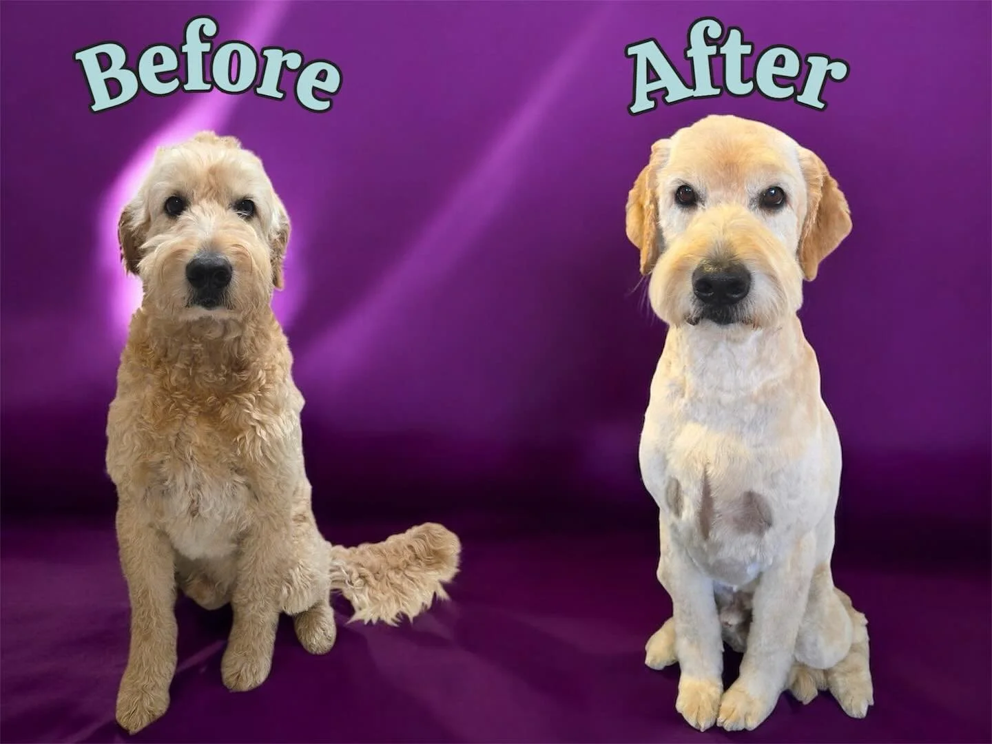 duncans_dog_daycare_dog_grooming_goldendoodle.jpg