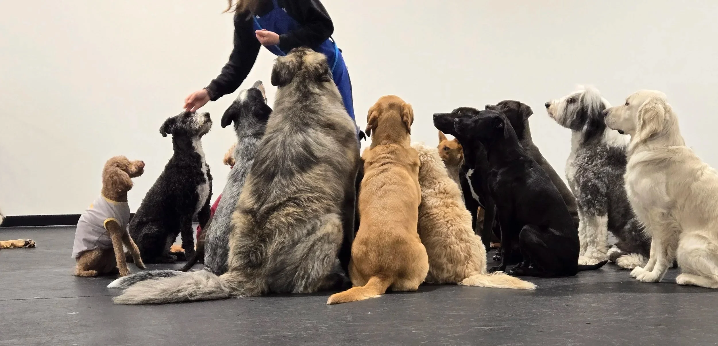 duncans-dog-daycare-dogs-sitting-feeding-treats-training.jpg