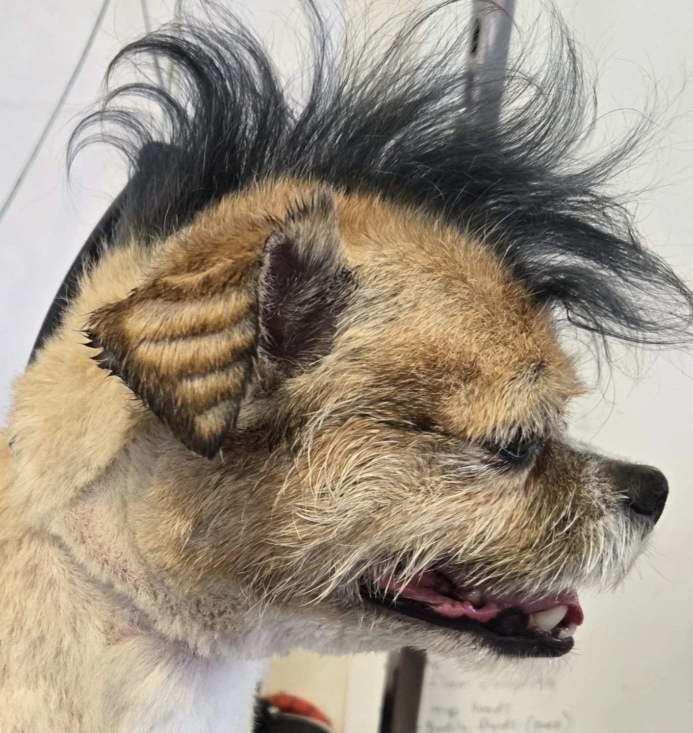 duncans_dog_daycare_dog_grooming_mohawk.jpg