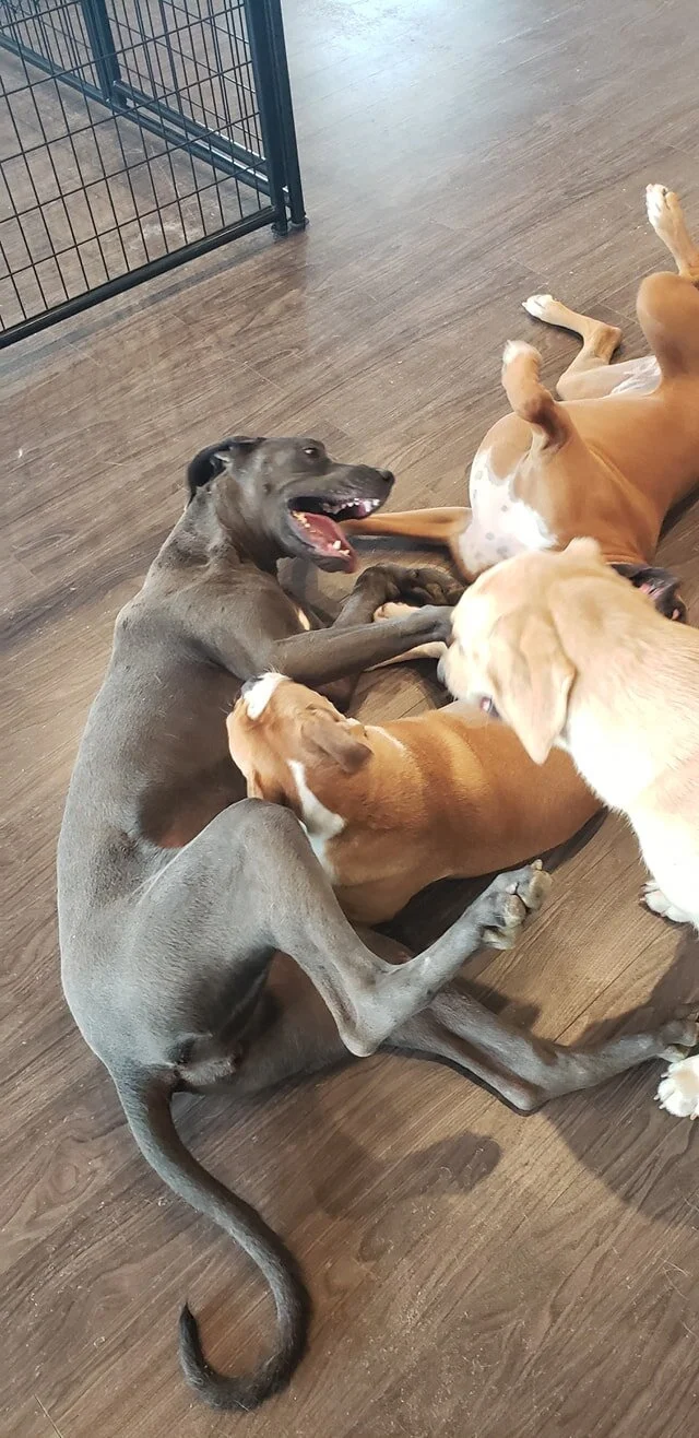 duncans-dog-daycare-holistic-madison-wi-four-playing-on-floor.jpg