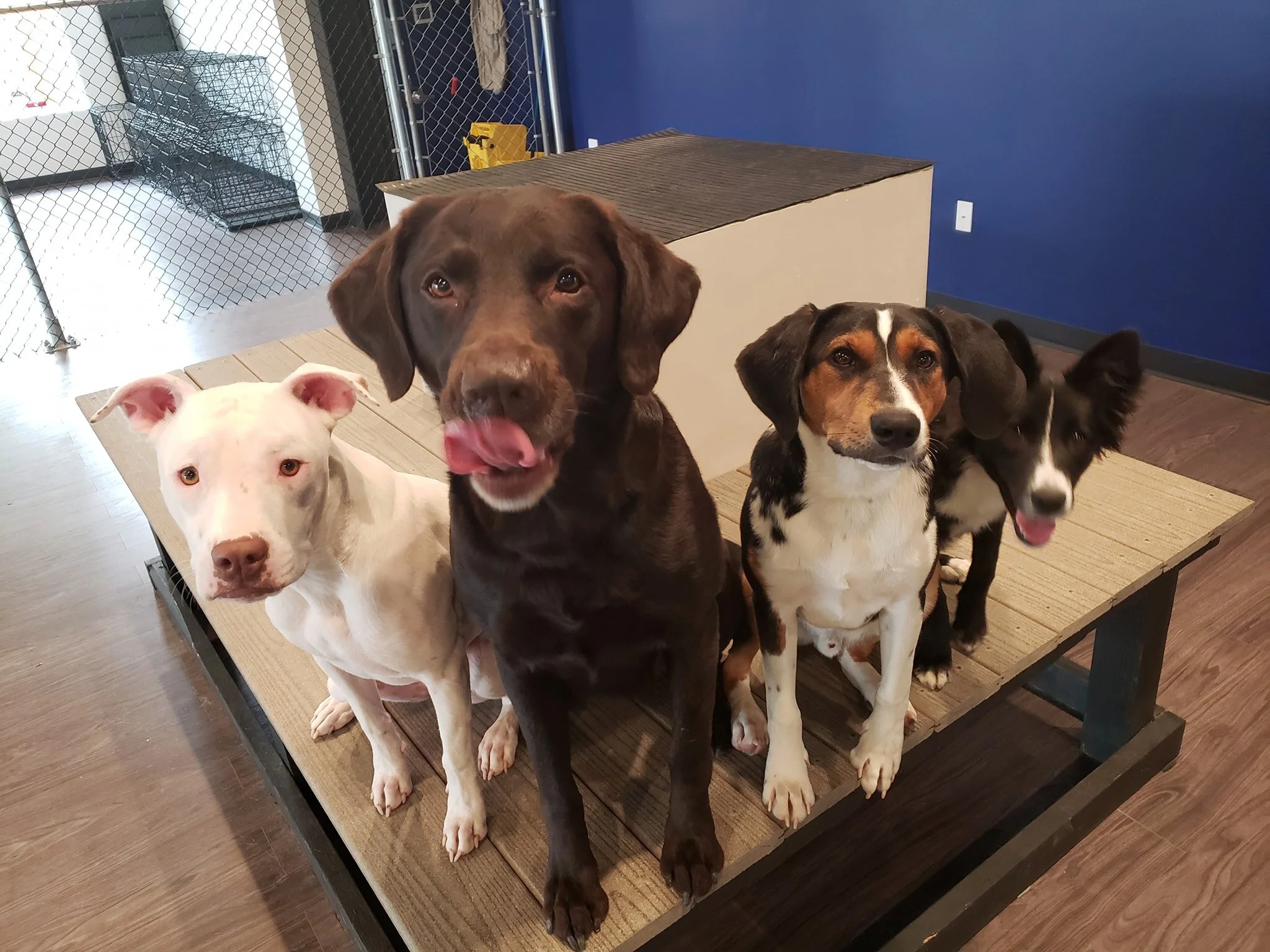 duncans-dog-daycare-holistic-madison-wi-four-on-platform-sit.jpg