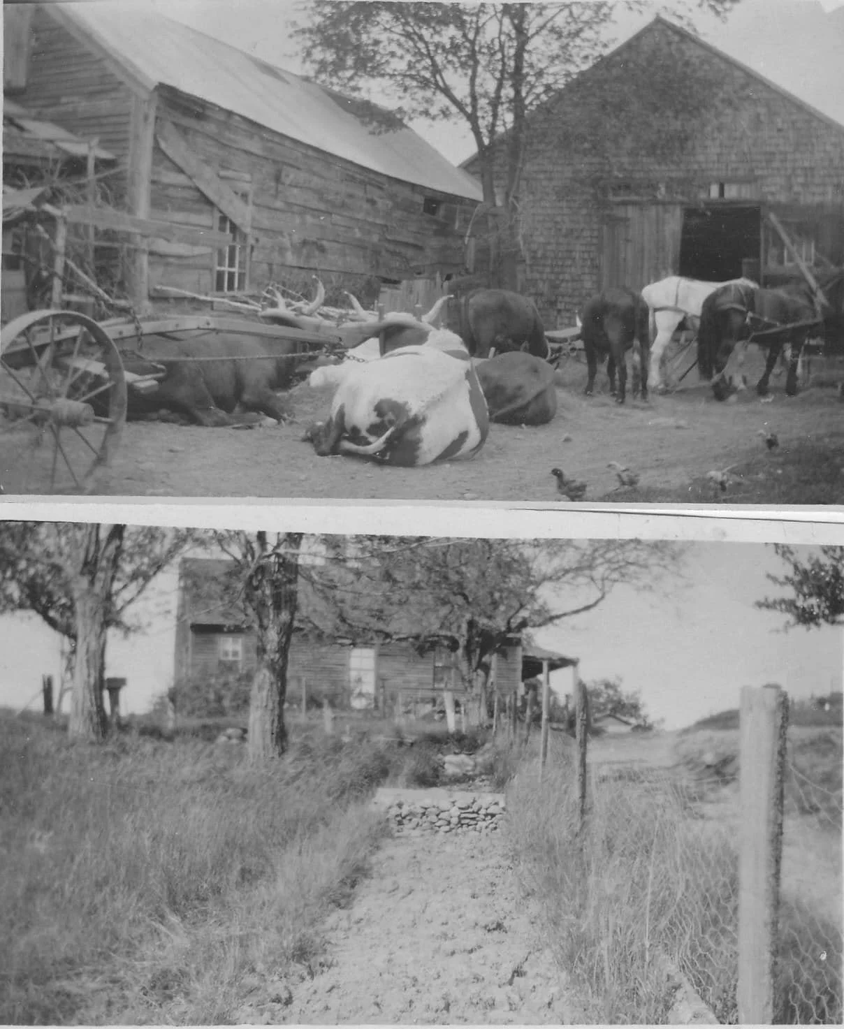 Jere Carpenter, later Daney, place was located on the North end of the Middle Rd, around 1900-1915.