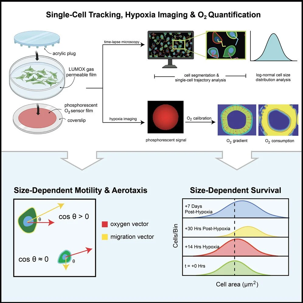We study tumor hypoxia in vitro using real-time phosphorescence-based sensing of O2 gradients generated by metastatic cancer cells.