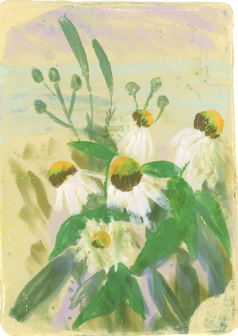 White echinacea01.jpg