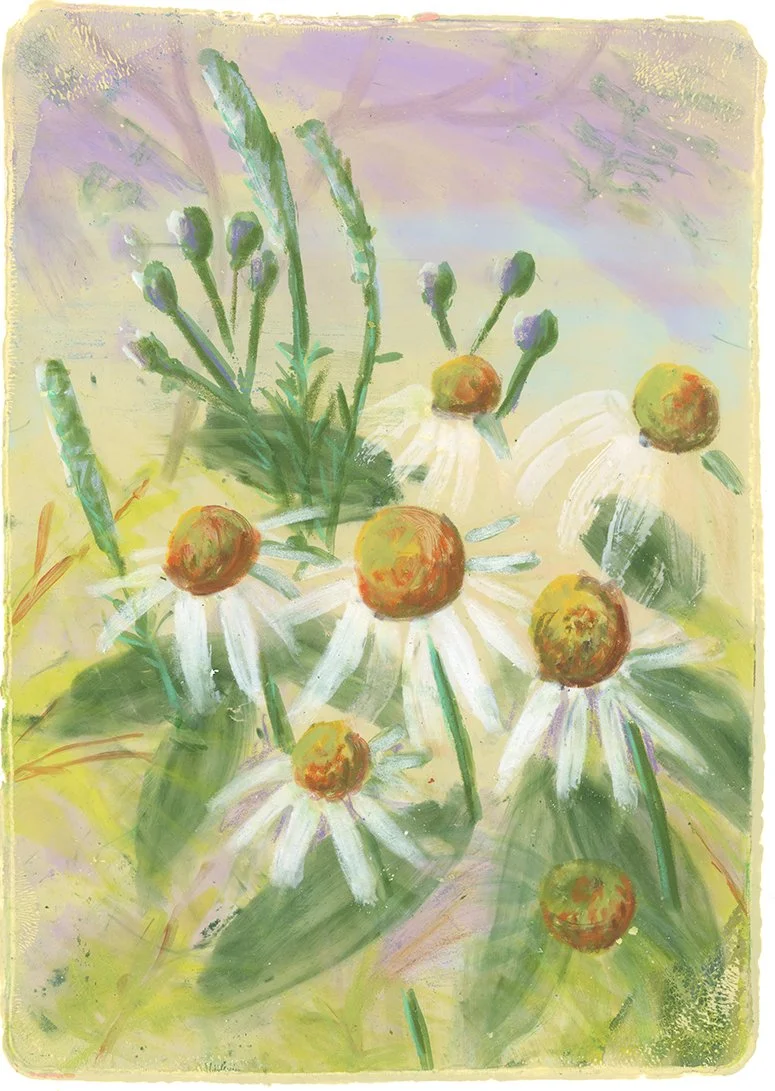 White echinacea02.jpg