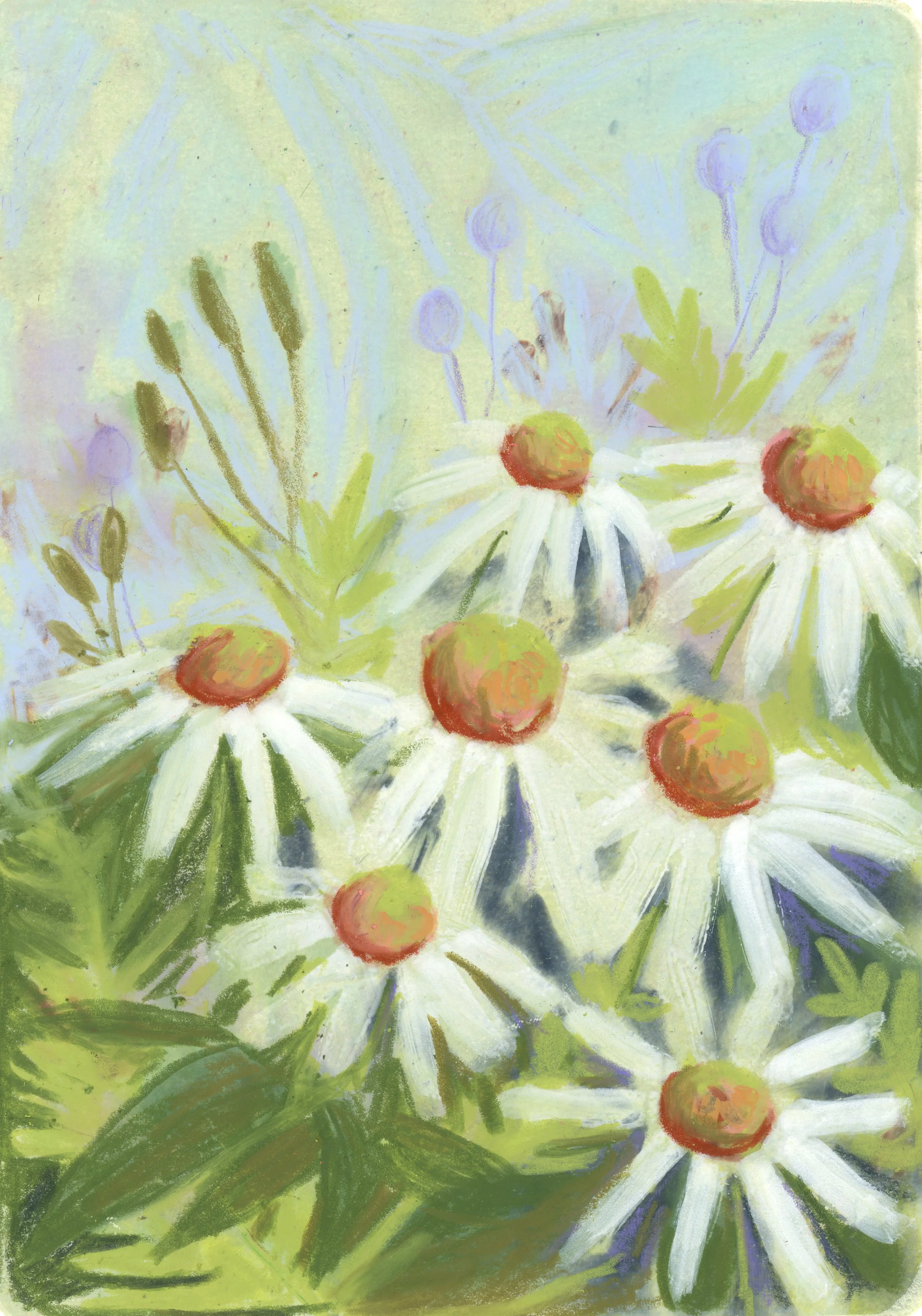 White echinacea04.jpg