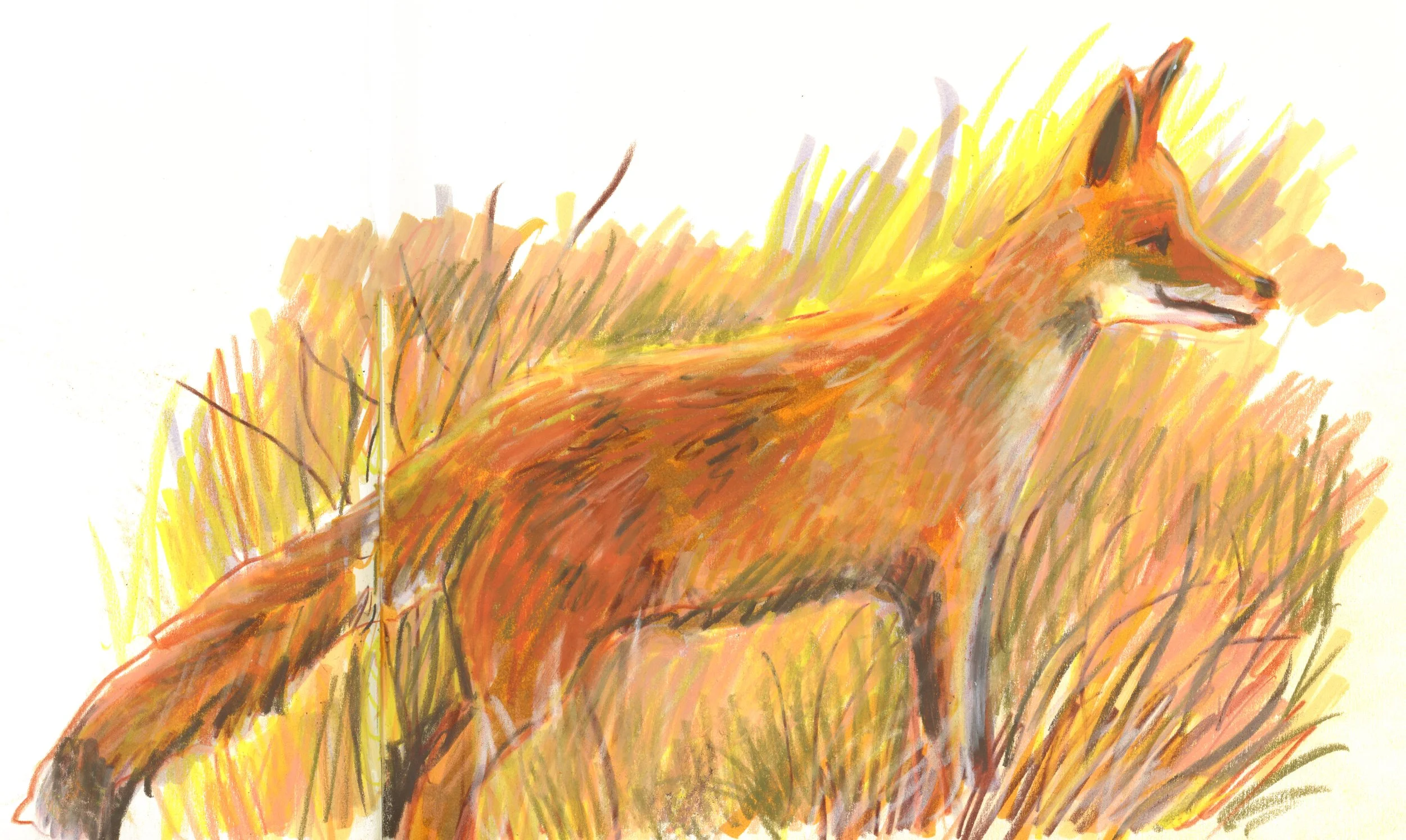 Fuzzy orange fox.jpg
