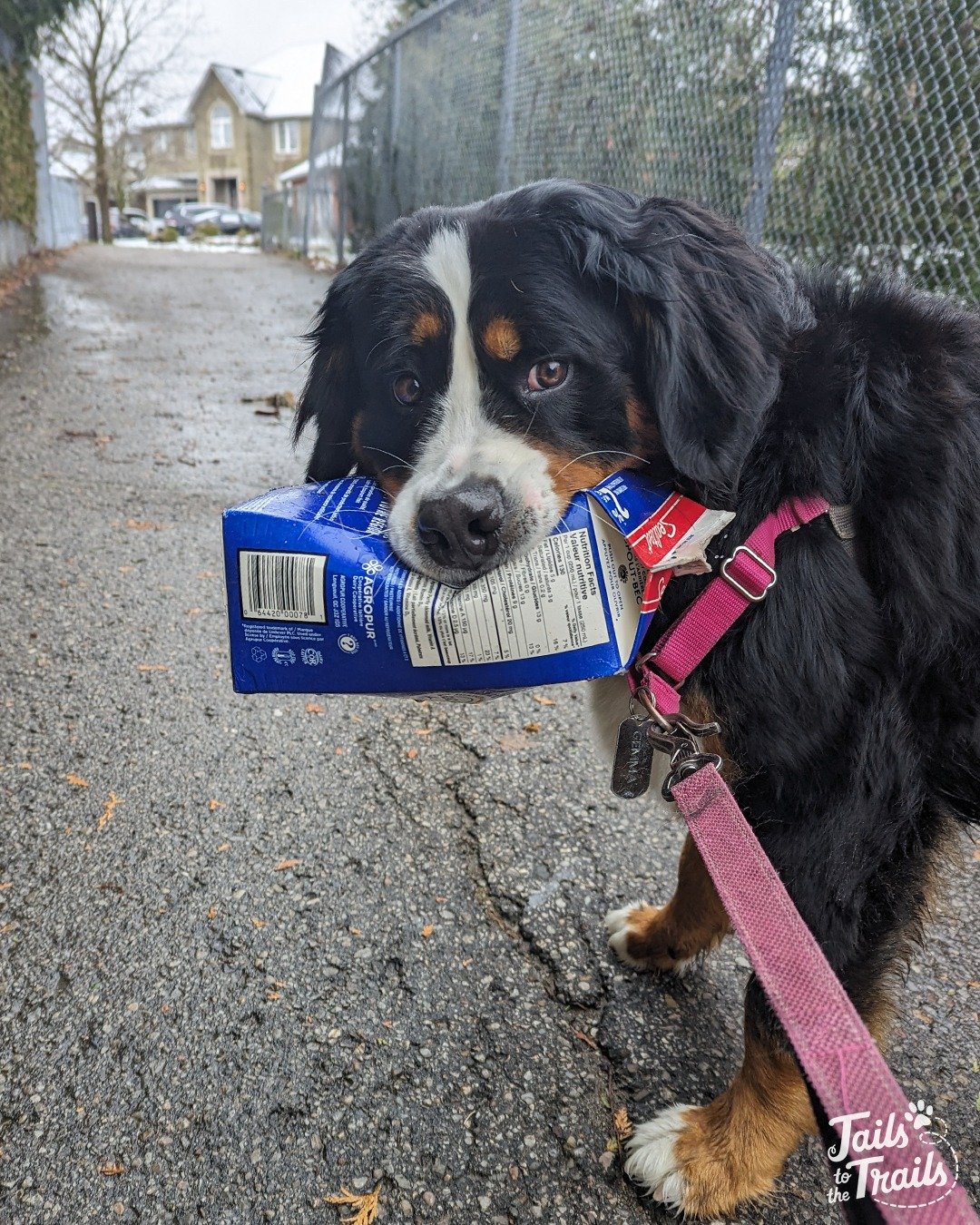 &quot;Just doing my part to keep the trails tidy! 🌎&quot; - Gemma 

It's Earth Day and the sun is shining! We're so grateful we get to spend days like today enjoying our local environment with our pack! 

Help keep our local trails beautiful - make 