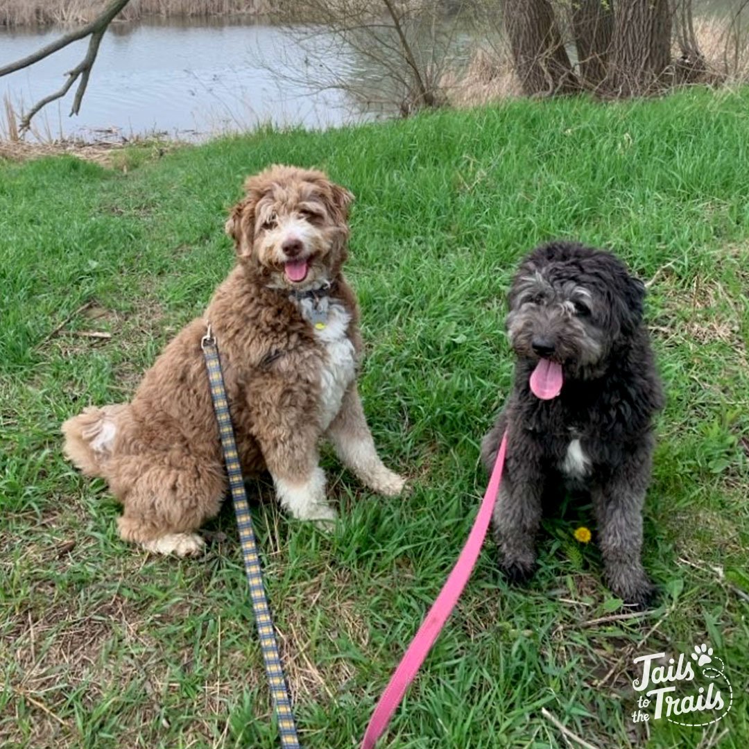 Meet Jack and Indy! These two Aussiedoodles LOVE to run. Especially Indy. Check out the last pic to see how much they tired out Walter on a recent walk. 😂
.
.
.
.
.
#aussiedoodle #aussiedoodles #aussiedoodlesofig #tailstothetrailsinc #oshawa #dogwal