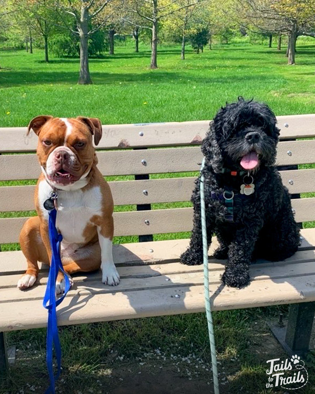 Eddie and Teddy 💚 

These two pals love hanging out and exploring together.
.
.
.
.
.
#tailstothetrailsinc #dogwalkers #claringtonontario #claringtonsmallbusiness #americancockerspaniel #cockerspaniel #cockerspaniels #cockerspaniellove #boxerdog #bu