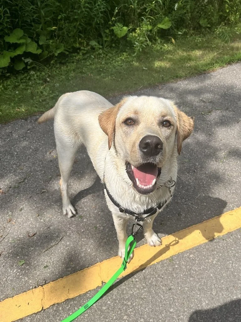 We&rsquo;re back from our #summer shutdown and WHAT A WEEK!!!!!!! 

The pups were all SO excited to be reunited, the boys couldn&rsquo;t wait to dip their paws in the creek! #crazykids 

#tailstothetrails #dogsofsummer #dailydog #dogsofinstagram #yel