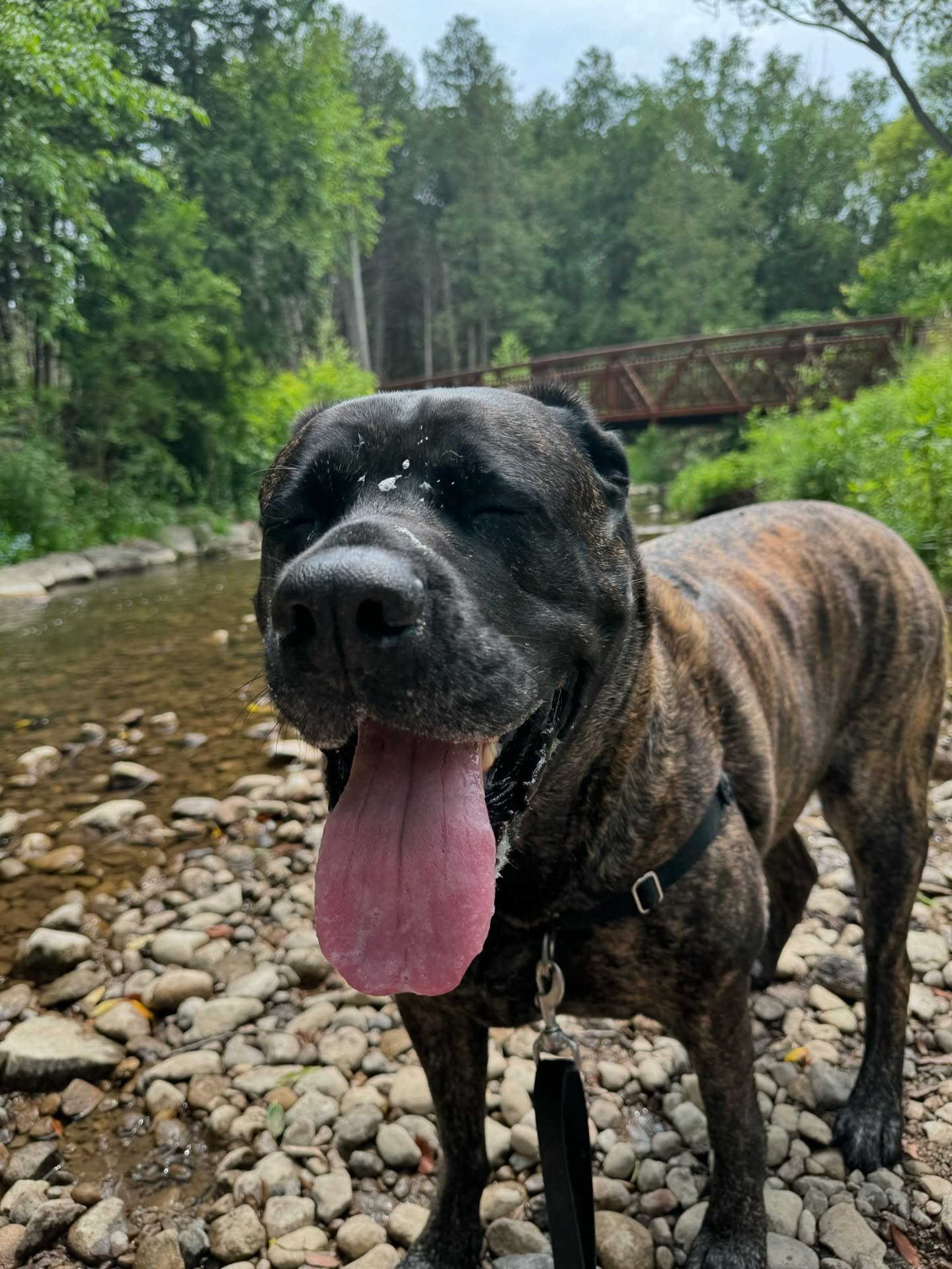 Ellie is ready for a slobbery summer, how bout you?! 

#tailstothetrails #dogsofinstagram #mastiff #ellie #summer #dogsofsummer #durhamregion #heatwave #dogwalker #durhamdogs #dailydog
