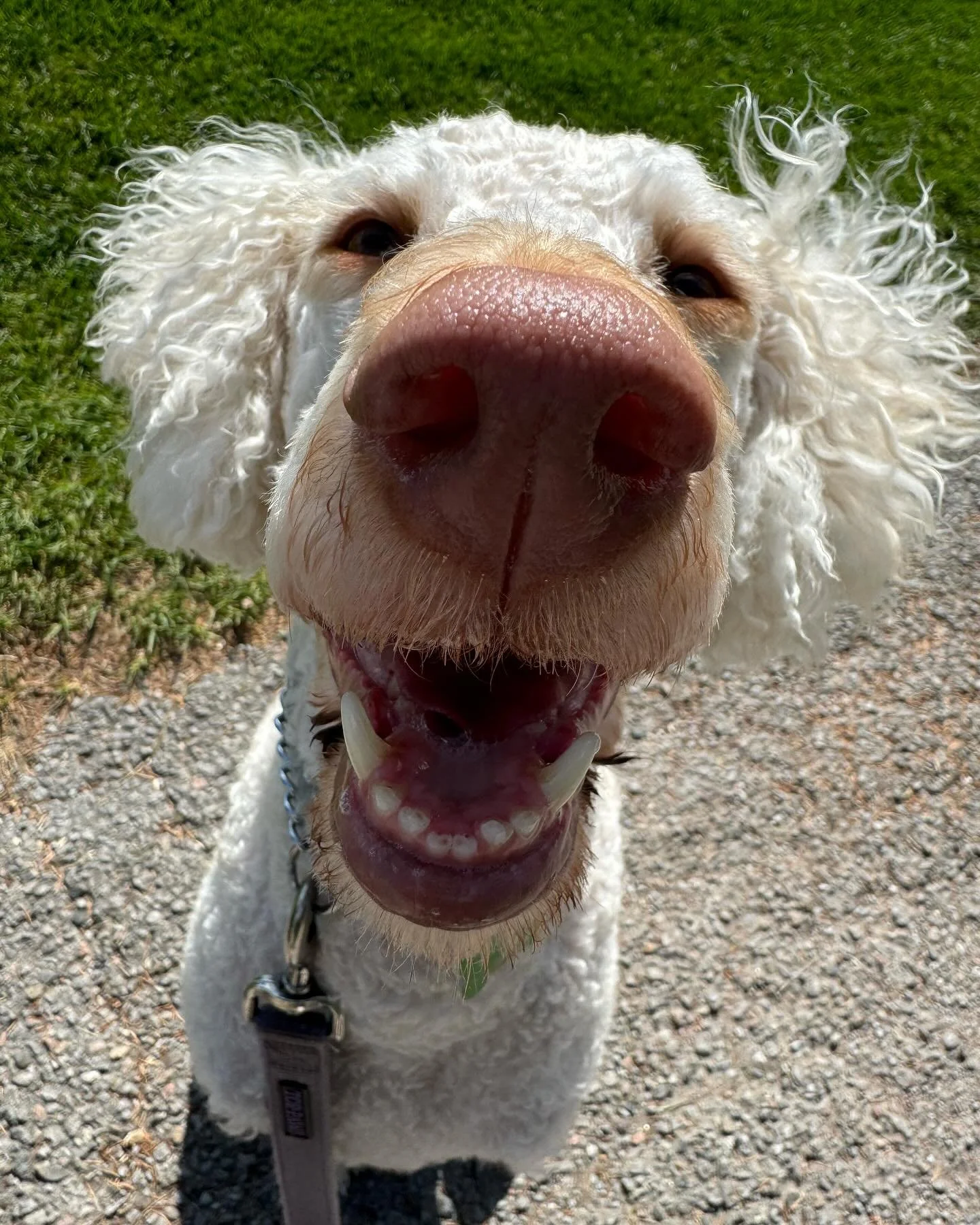 It&rsquo;s the freakin weekend and Imma have me some funnnn!!! - Gloria 

Happy long weekend everyone! Just a reminder that there are no walks on Monday, May 19th 2025.

Enjoy the sunshine ☀️🐶

#longweekend #tailstothetrails #dogwalker #durhamdogs #