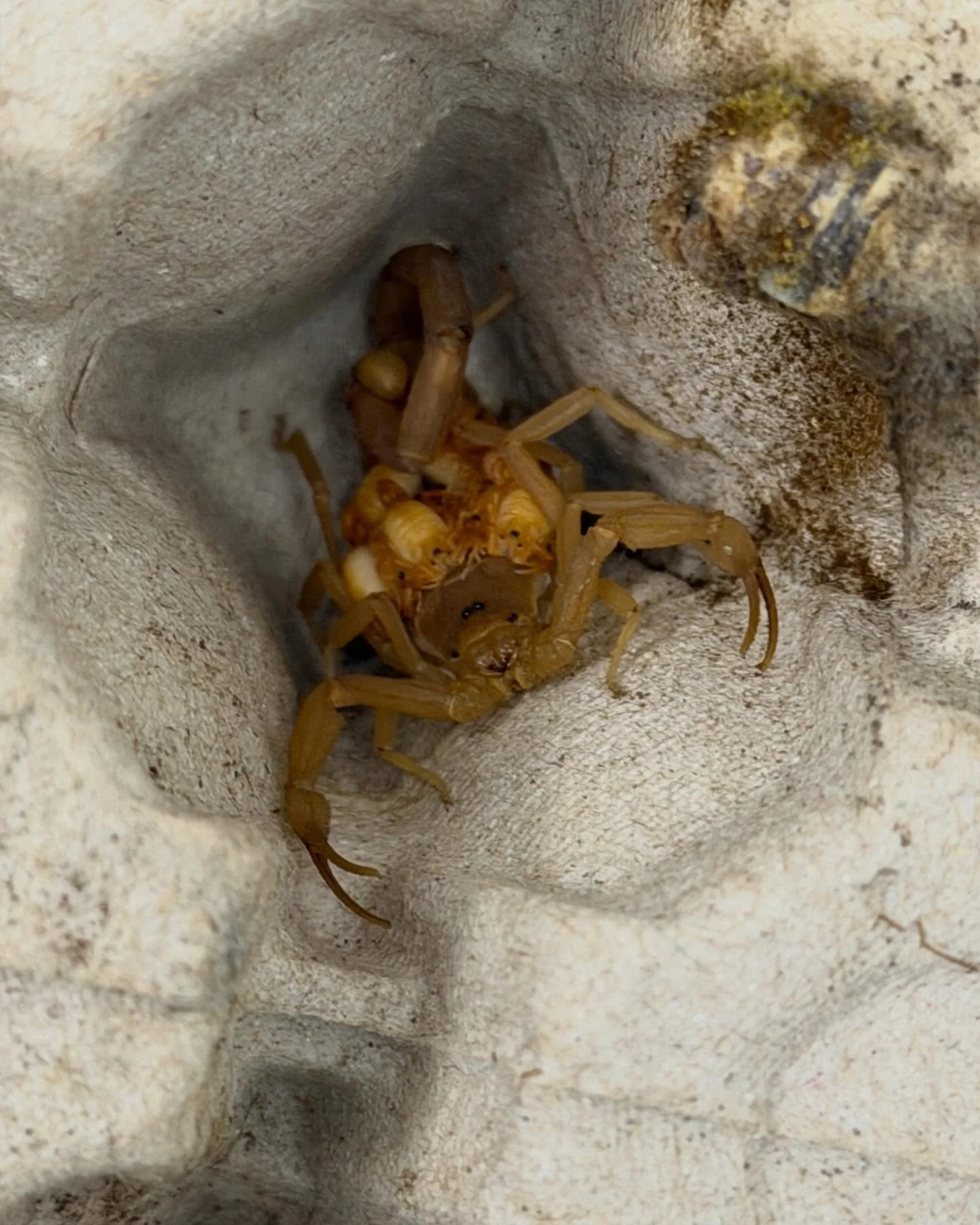 From scorpion behavior  to larval and adult bioassays with the secondary screwworm, our team is working across life stages to develop effective, behavior-informed strategies to combat the re-emerging threat of Primary Screwworm.

Field-relevant quest