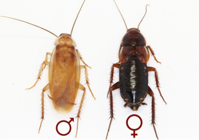 Figure 1: adult males and females of the Turkestan cockroaches (Periplaneta lateralis)
