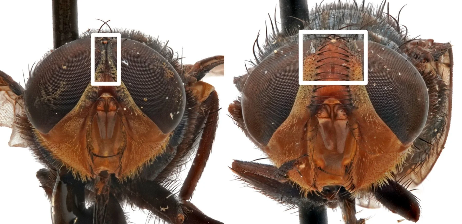 Preserved New World screwworm heads, male with touching eyes on the left and female with separated eyes on the right.