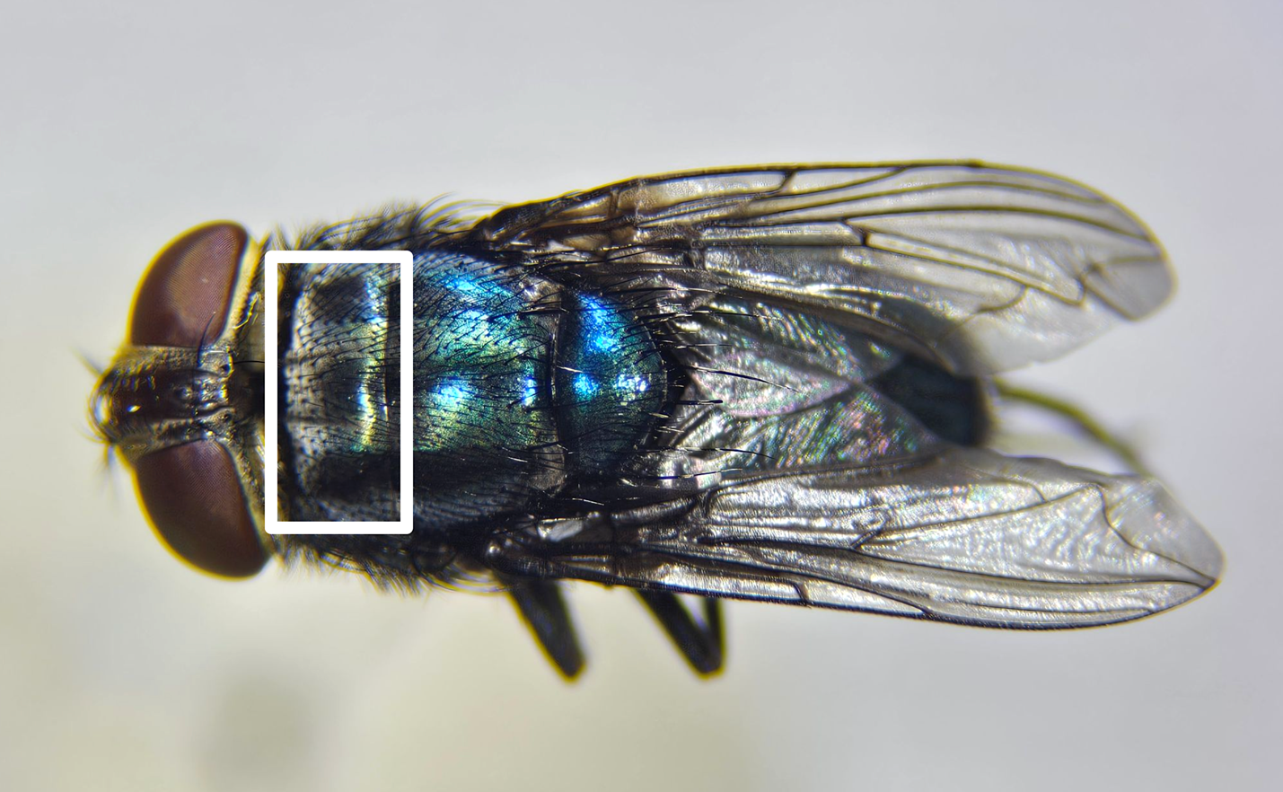 Dorsal view of an adult female New World screwworm with the shortened middle thoracic stripe outlined.