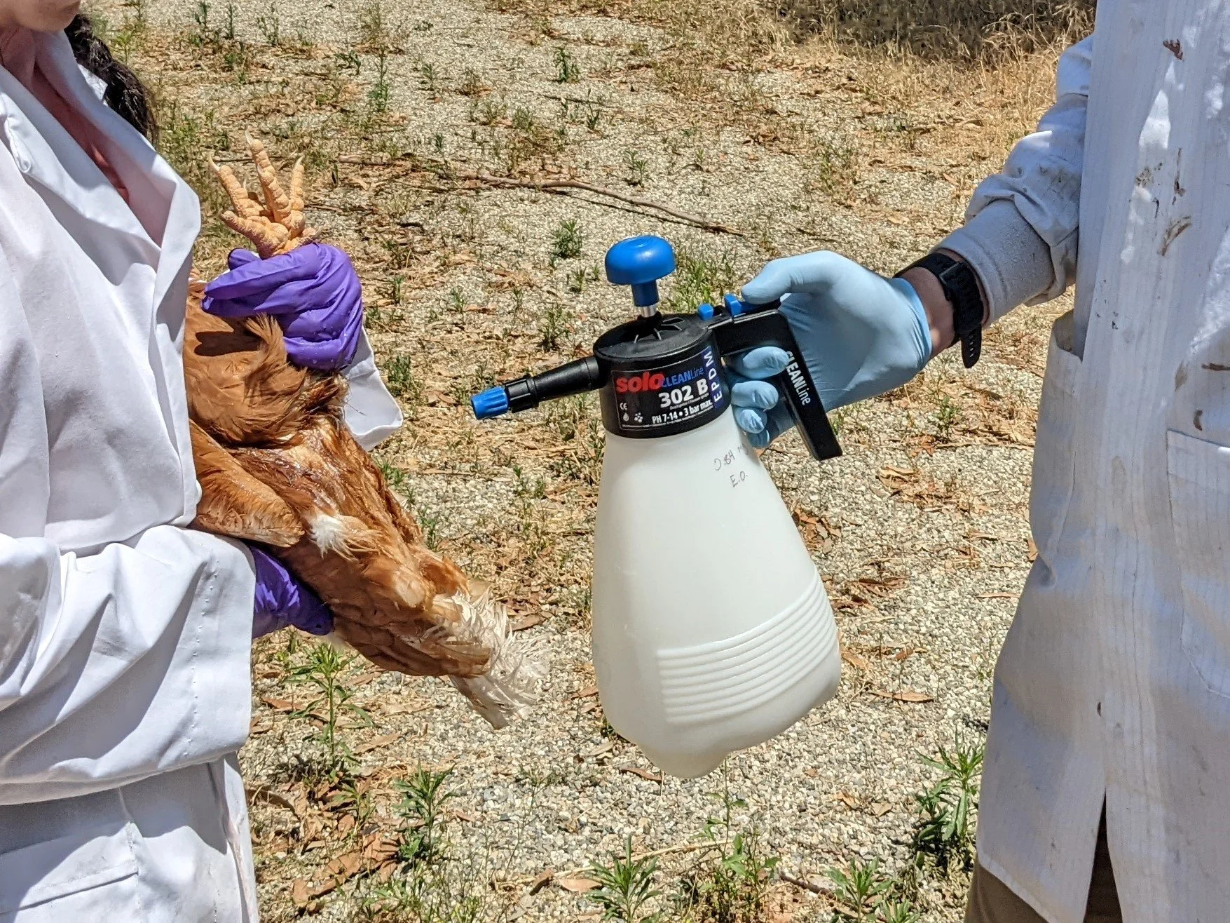 Hubbard Lab researchers evaluating a poultry pest-management treatment in the field.
